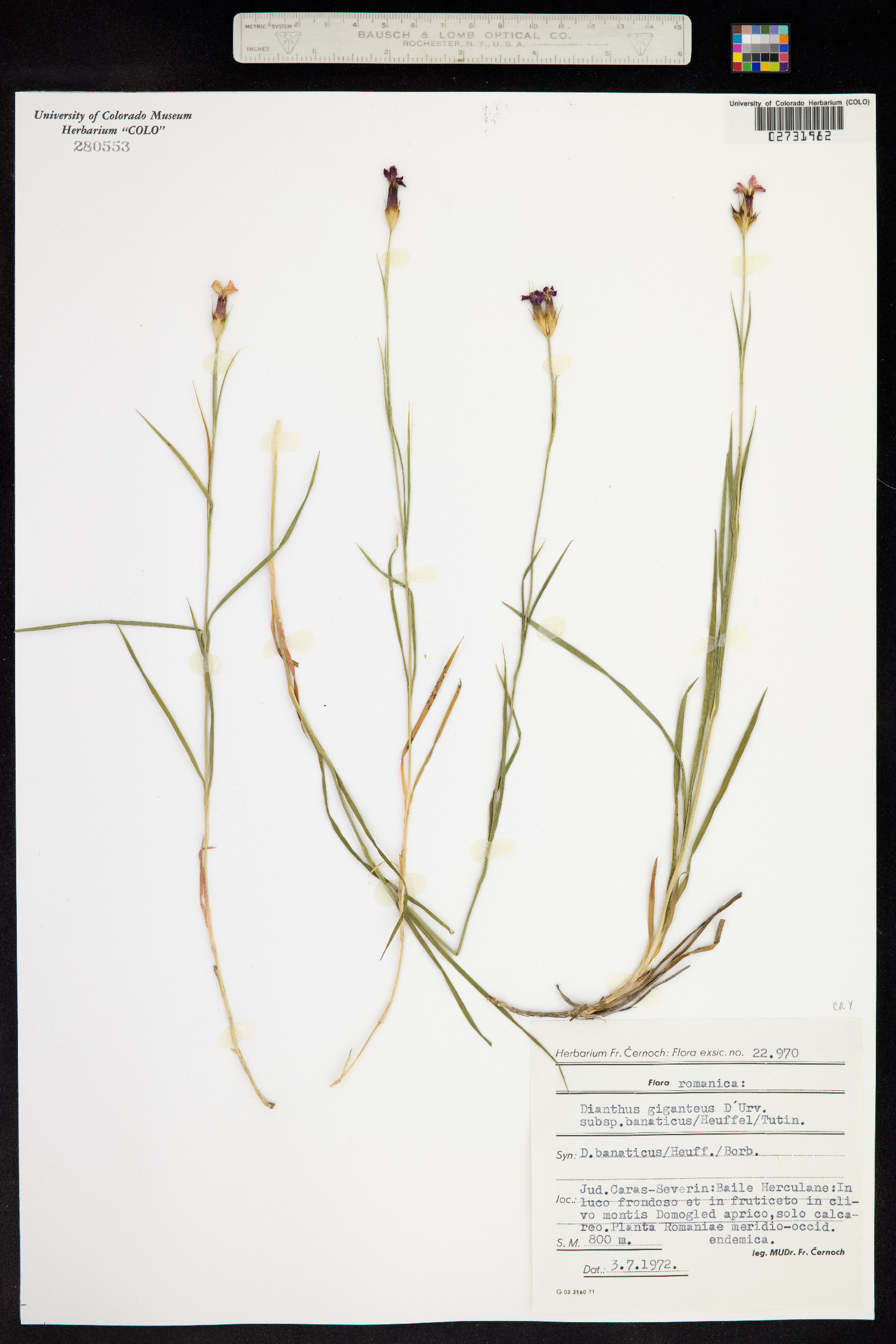 Dianthus giganteus image