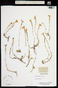 Image of Dianthus gallicus