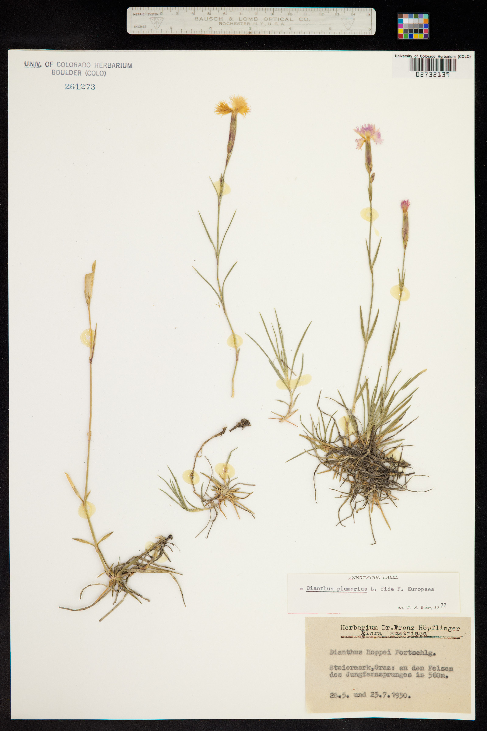 Dianthus plumarius image