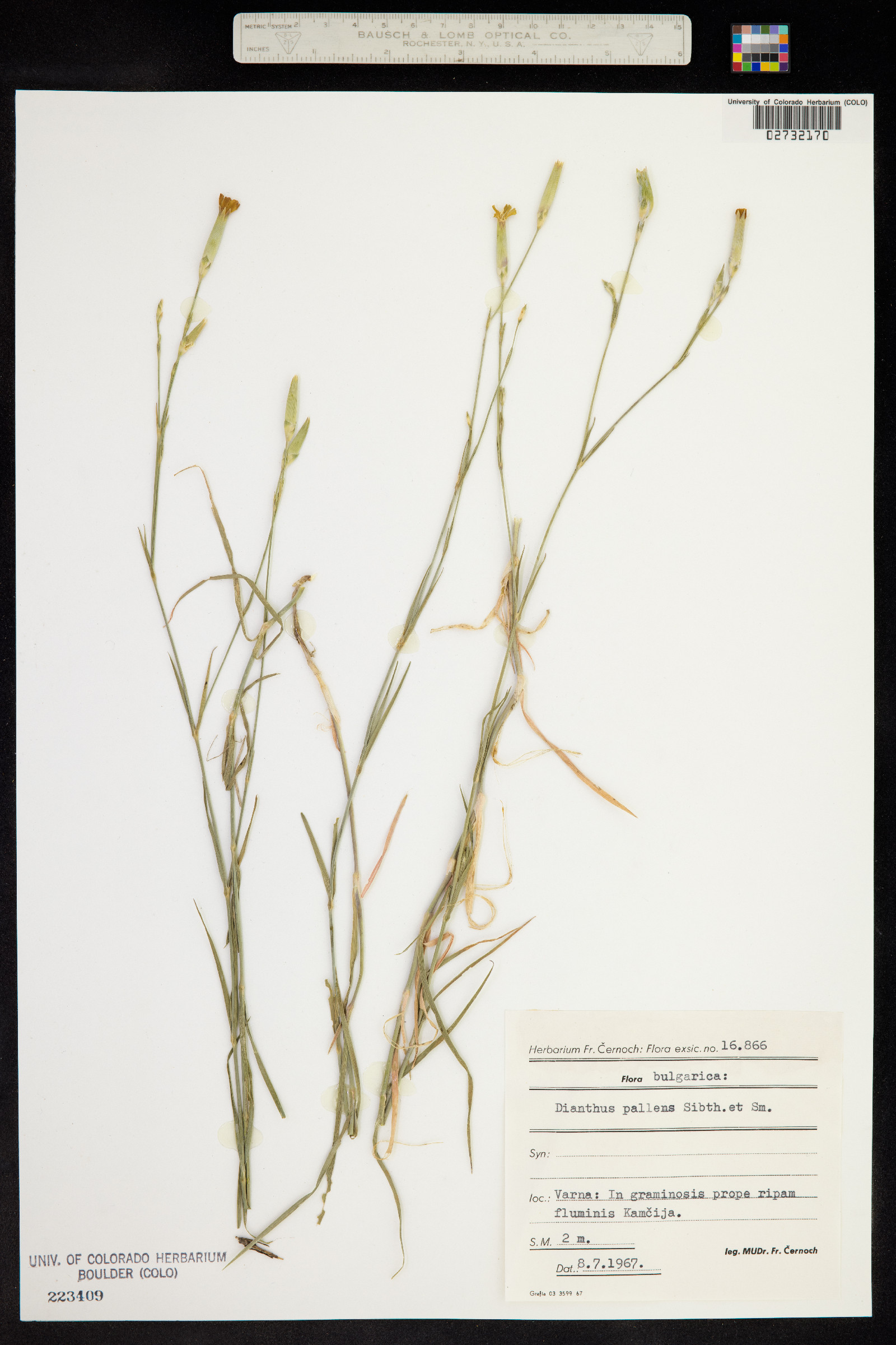 Dianthus pallens image