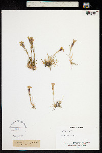 Dianthus seguieri image