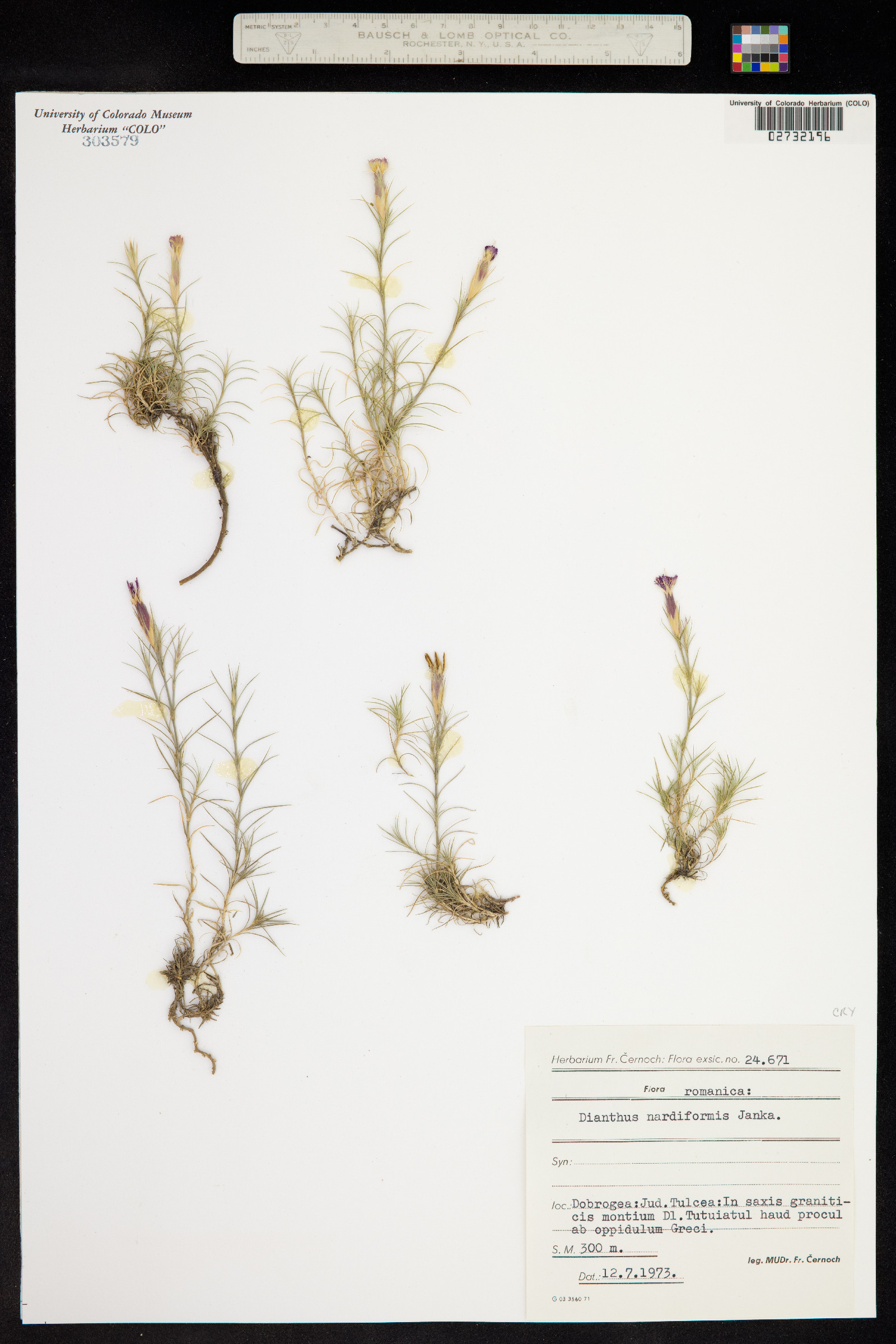 Dianthus nardiformis image