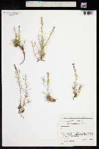 Image of Dianthus nardiformis