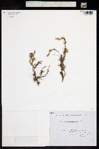 Image of Dianthus myrtinervius
