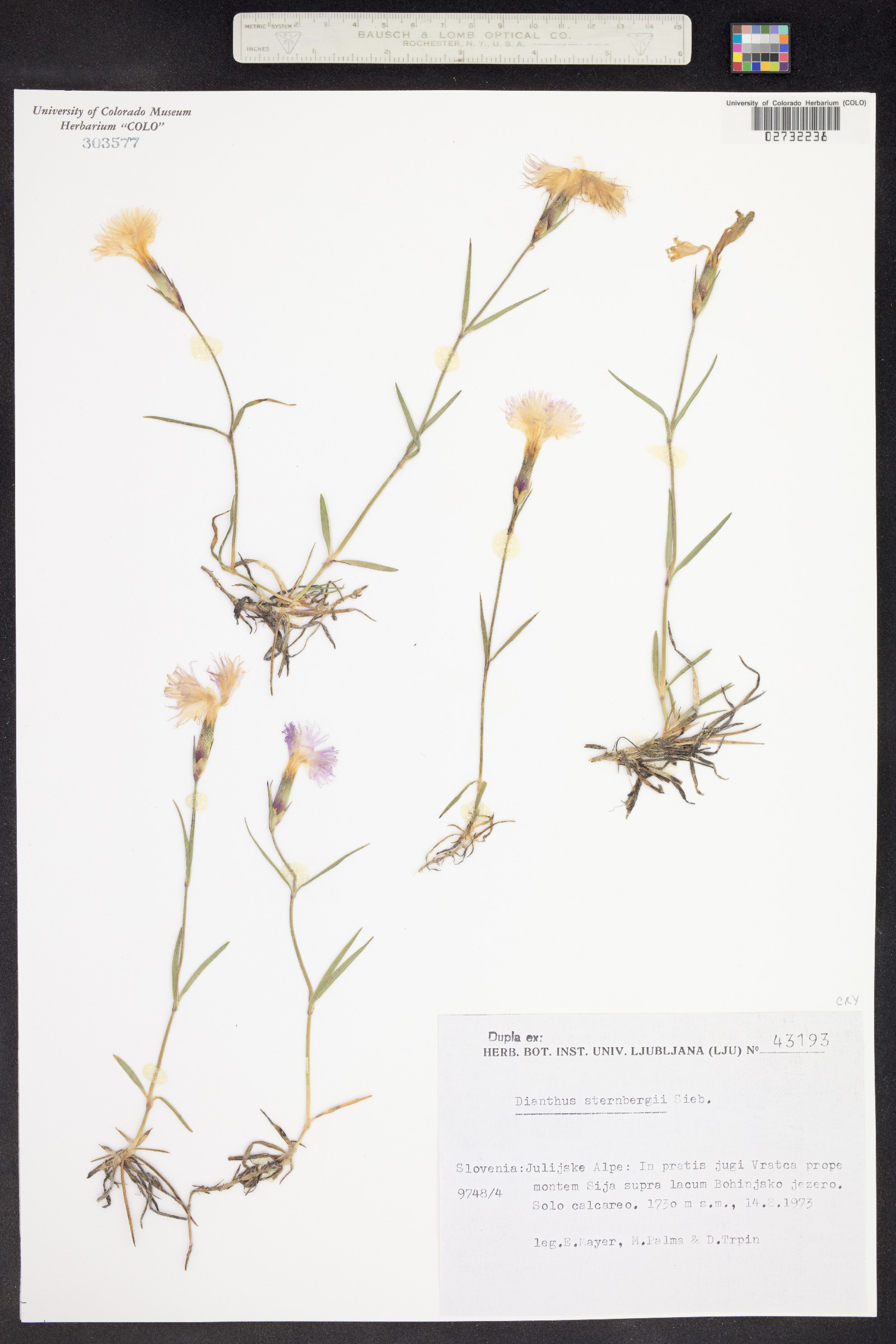 Dianthus sternbergii image