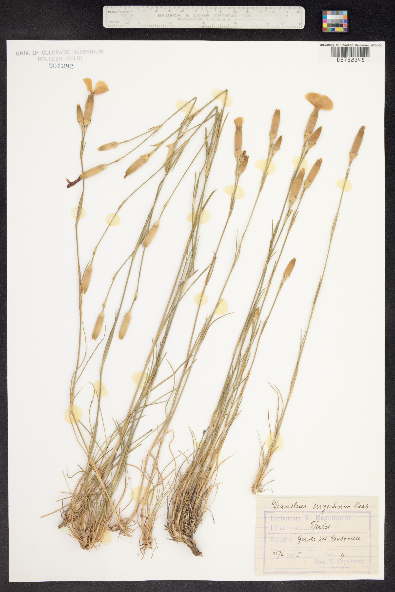 Dianthus sylvestris subsp. tergestinus image