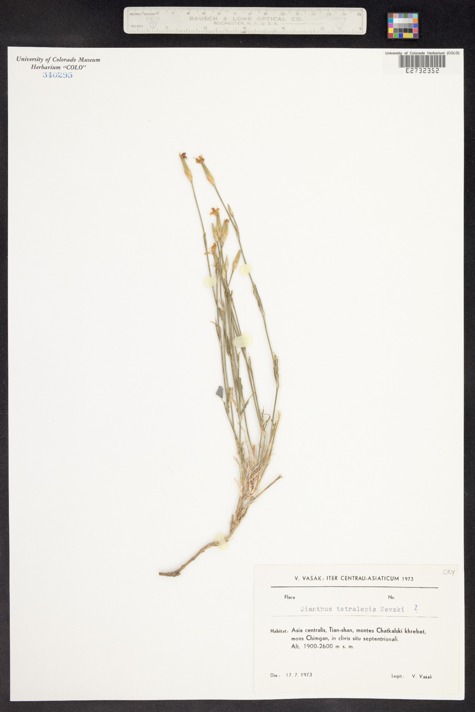 Dianthus crinitus subsp. tetralepis image