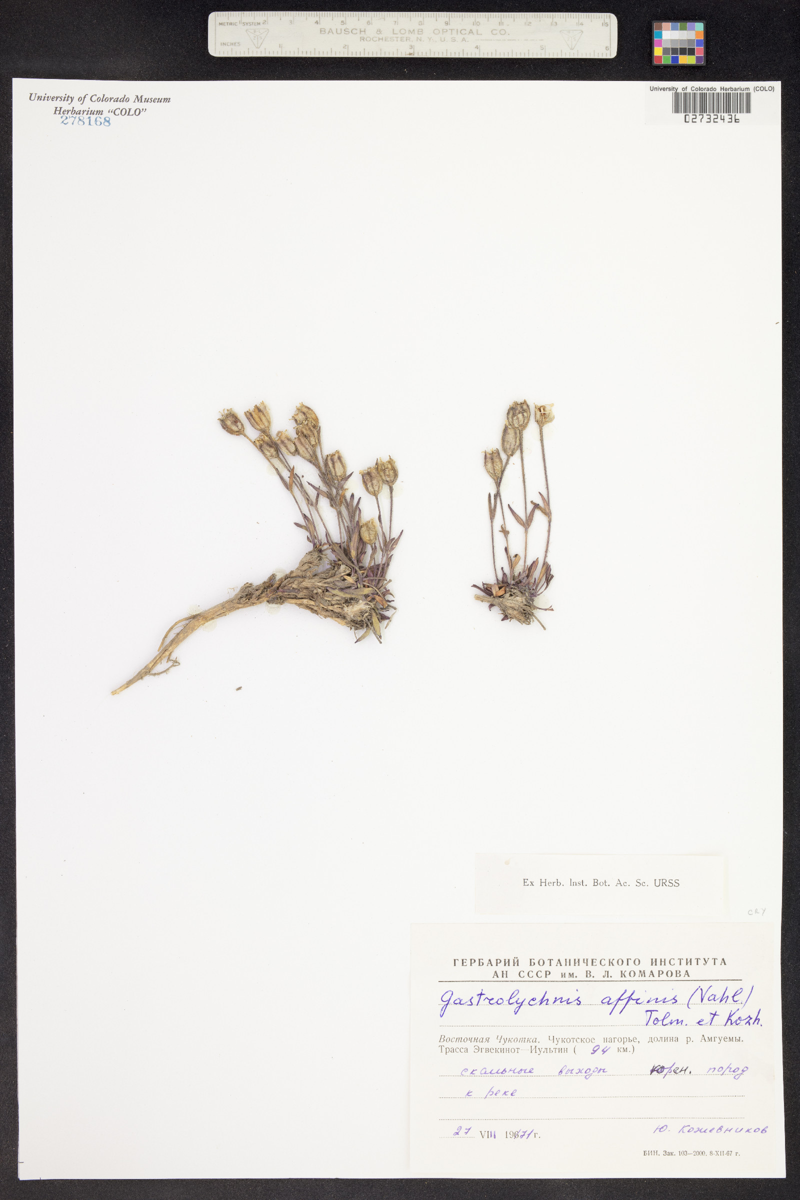 Silene involucrata ssp. involucrata image