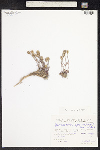 Silene involucrata subsp. involucrata image