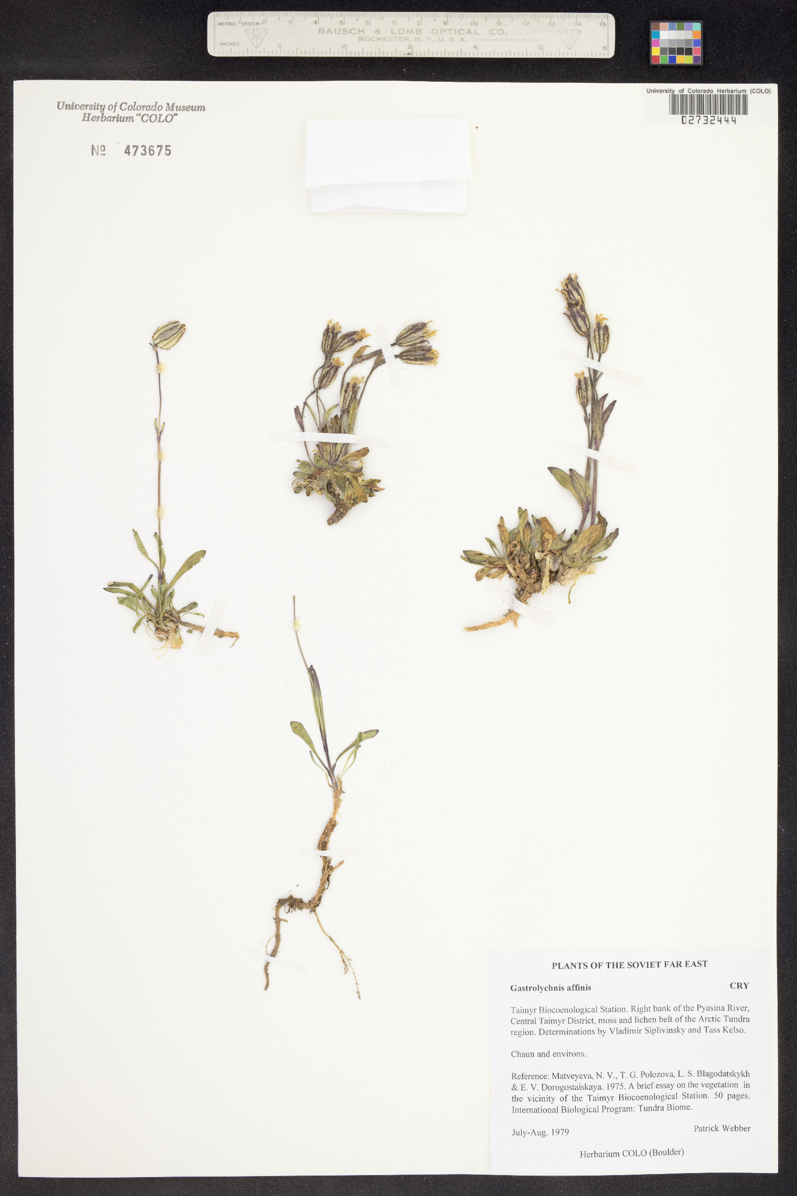 Silene involucrata ssp. involucrata image