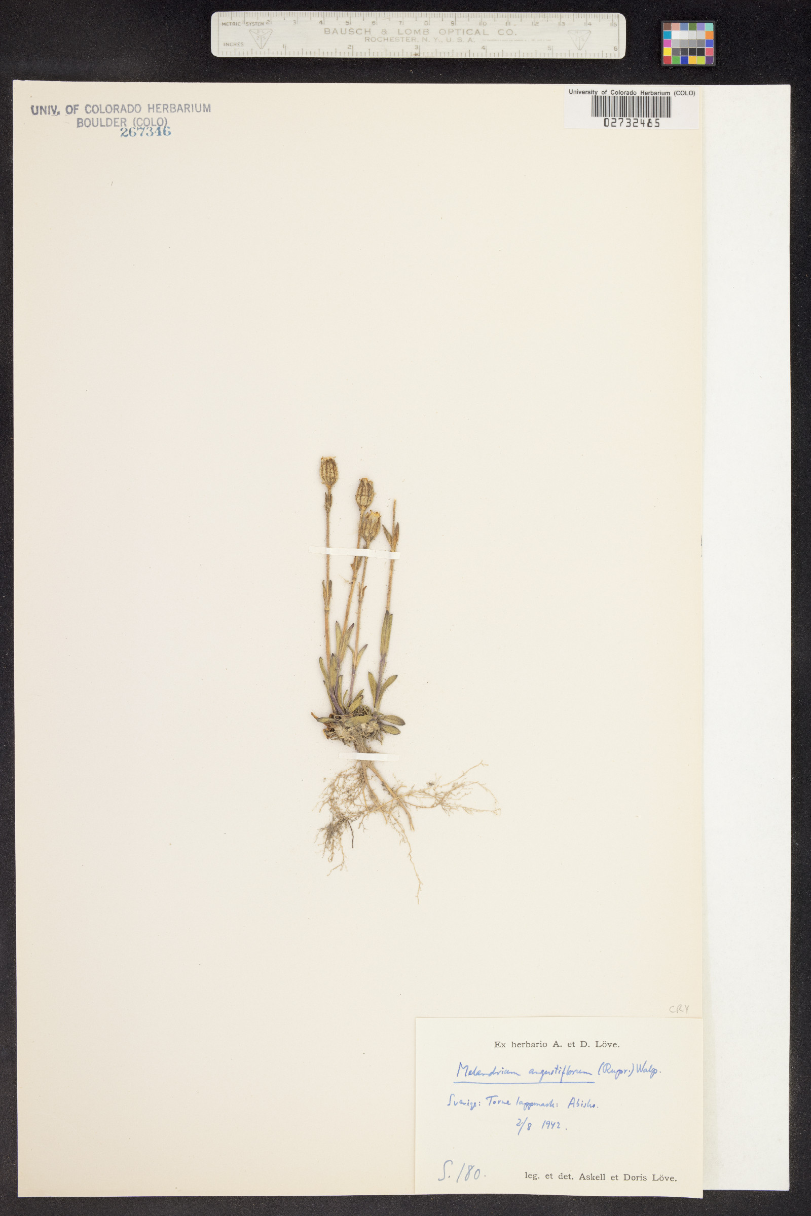 Silene involucrata subsp. tenella image