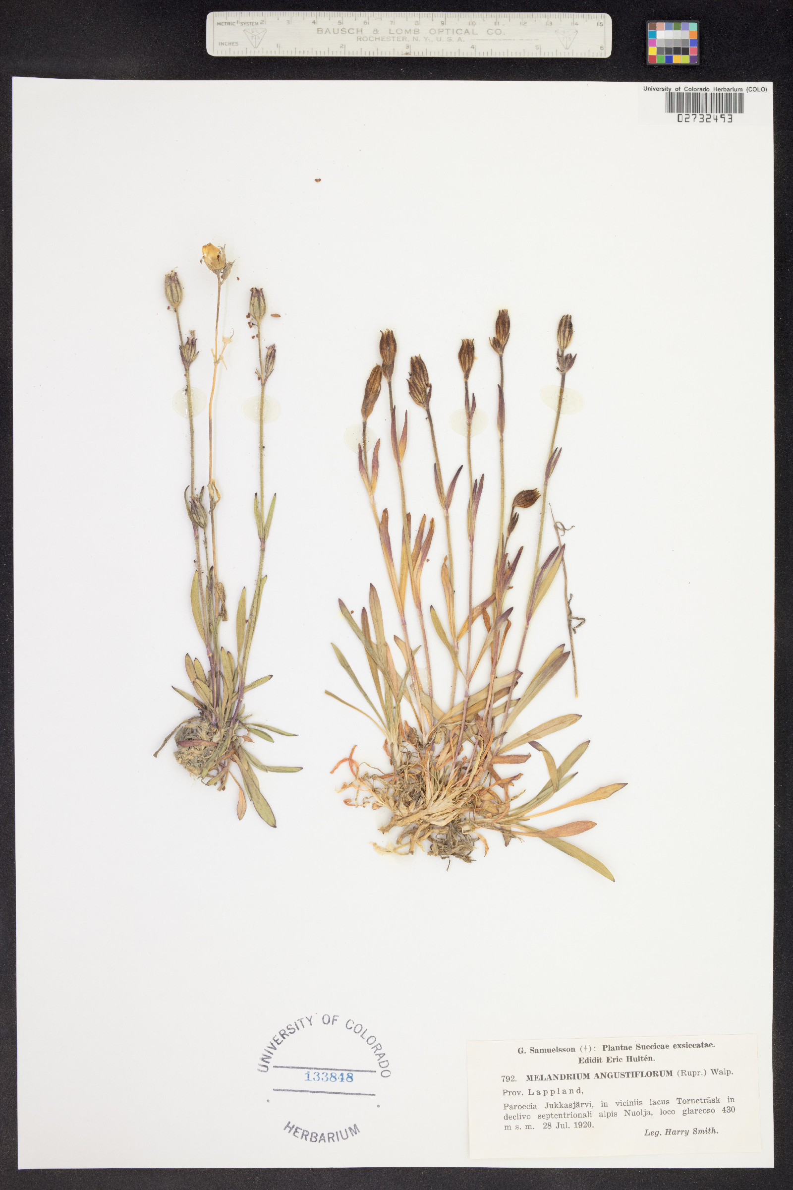 Silene involucrata subsp. tenella image