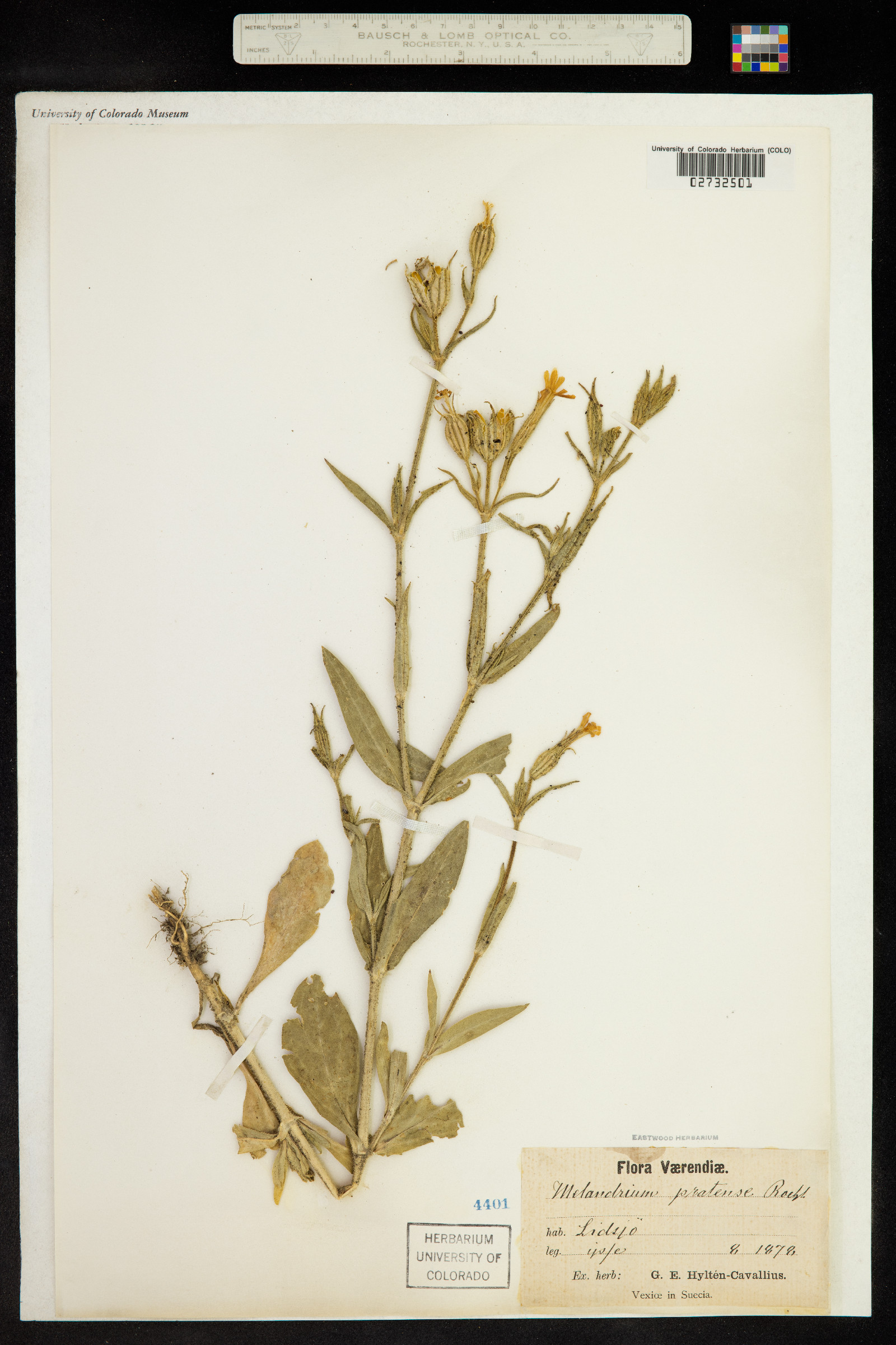 Silene dioica image