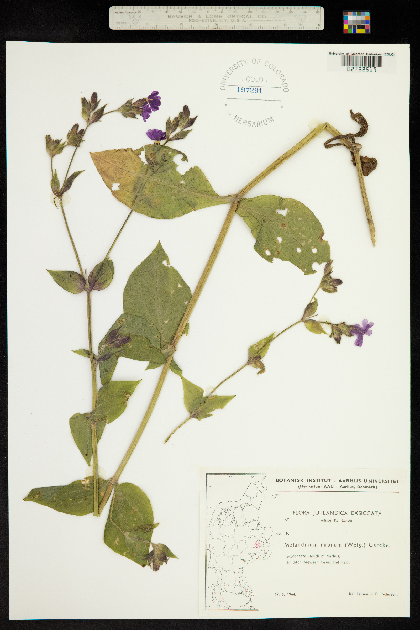 Silene dioica image