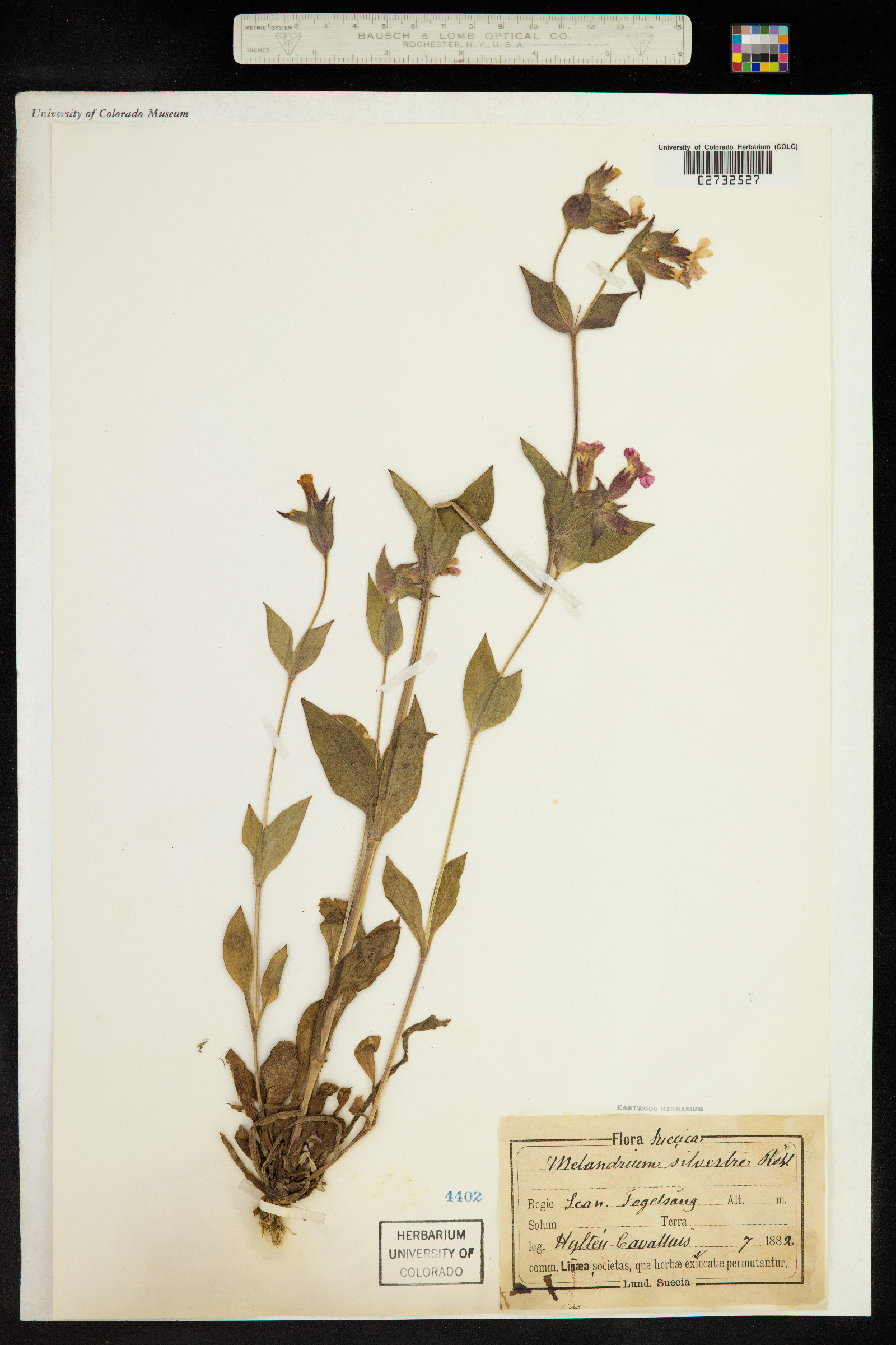 Silene dioica image