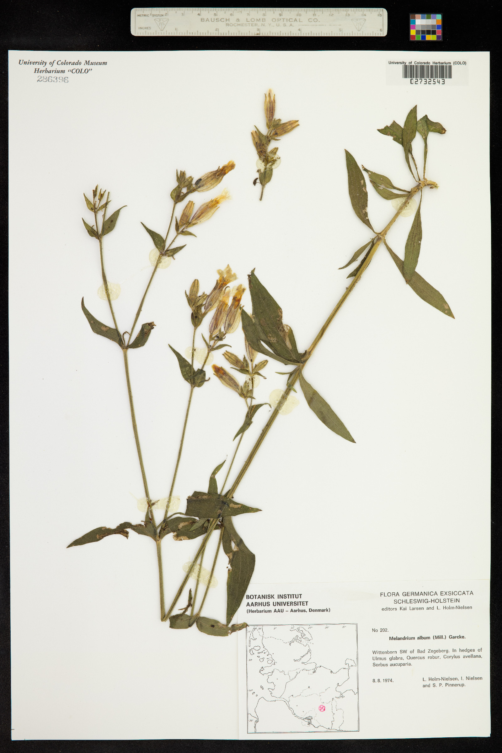 Silene dioica image