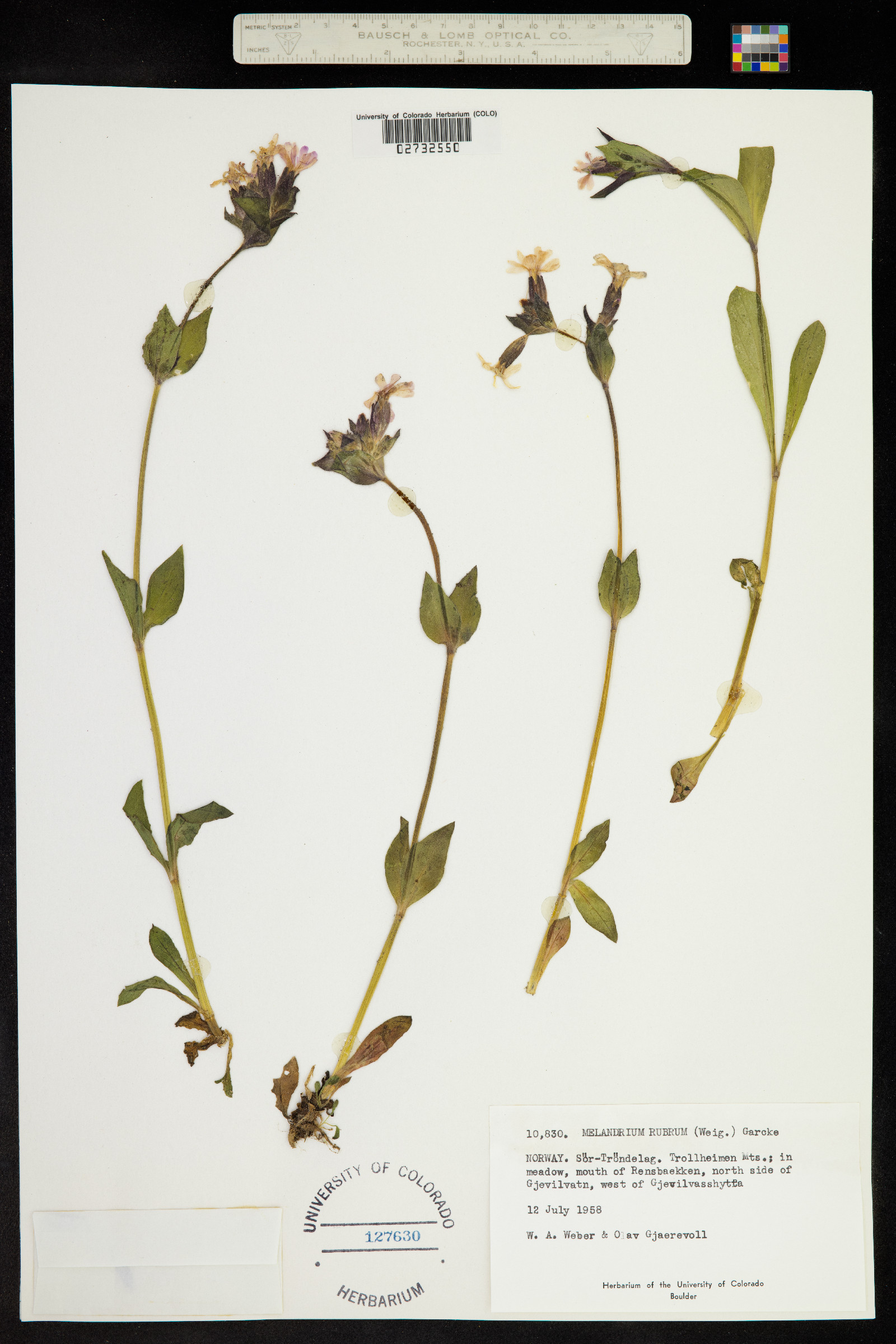 Silene dioica image