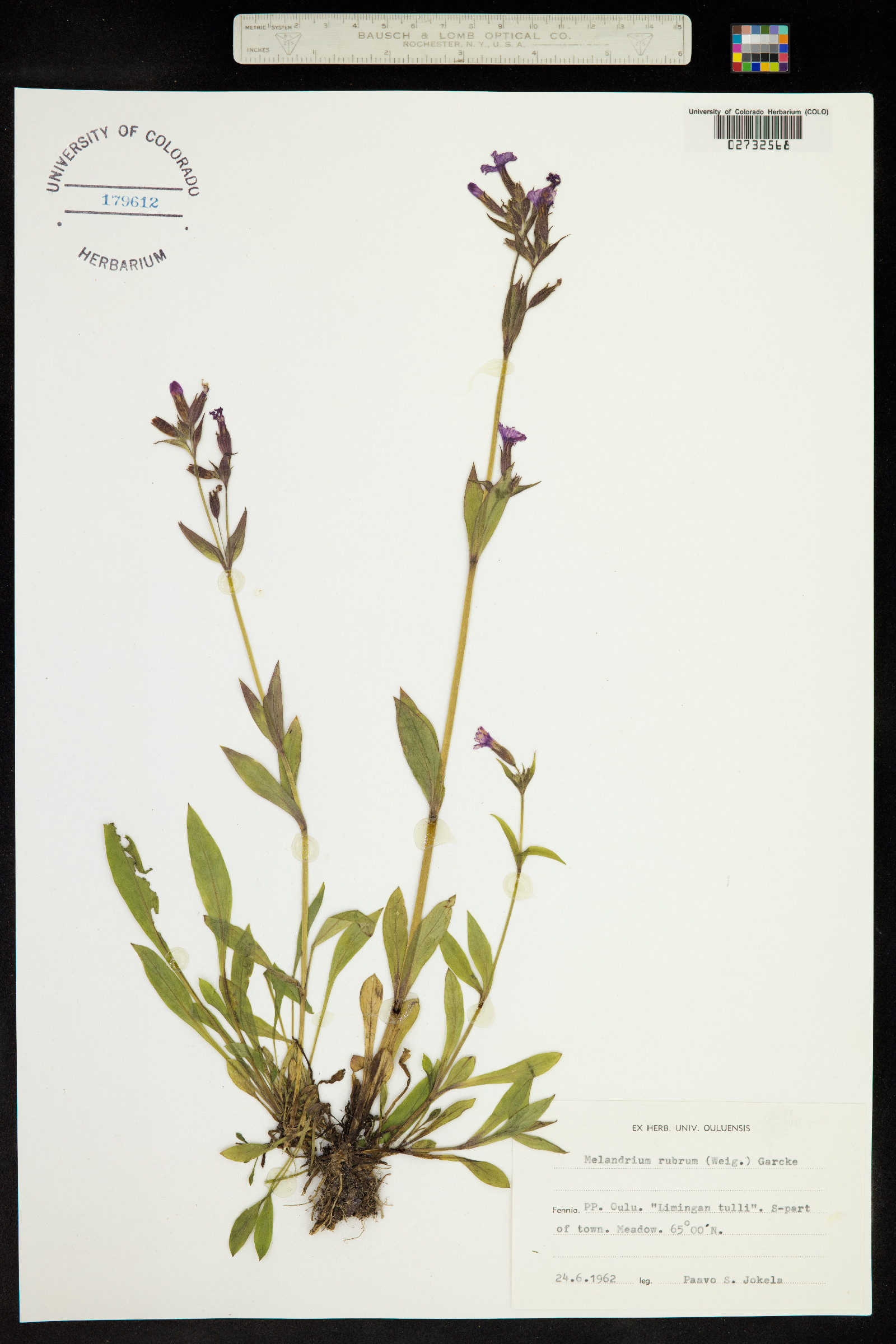 Silene dioica image