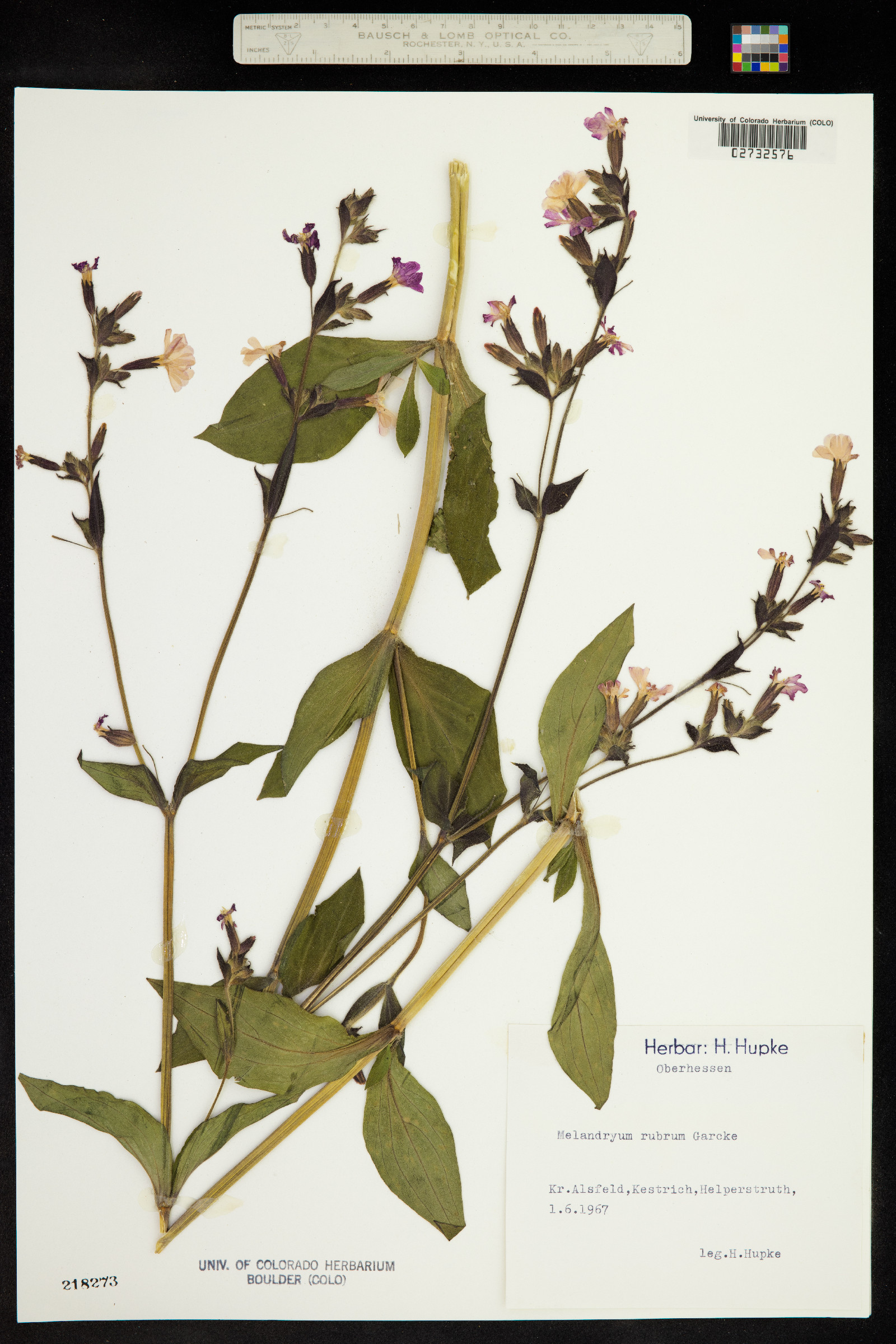 Silene dioica image