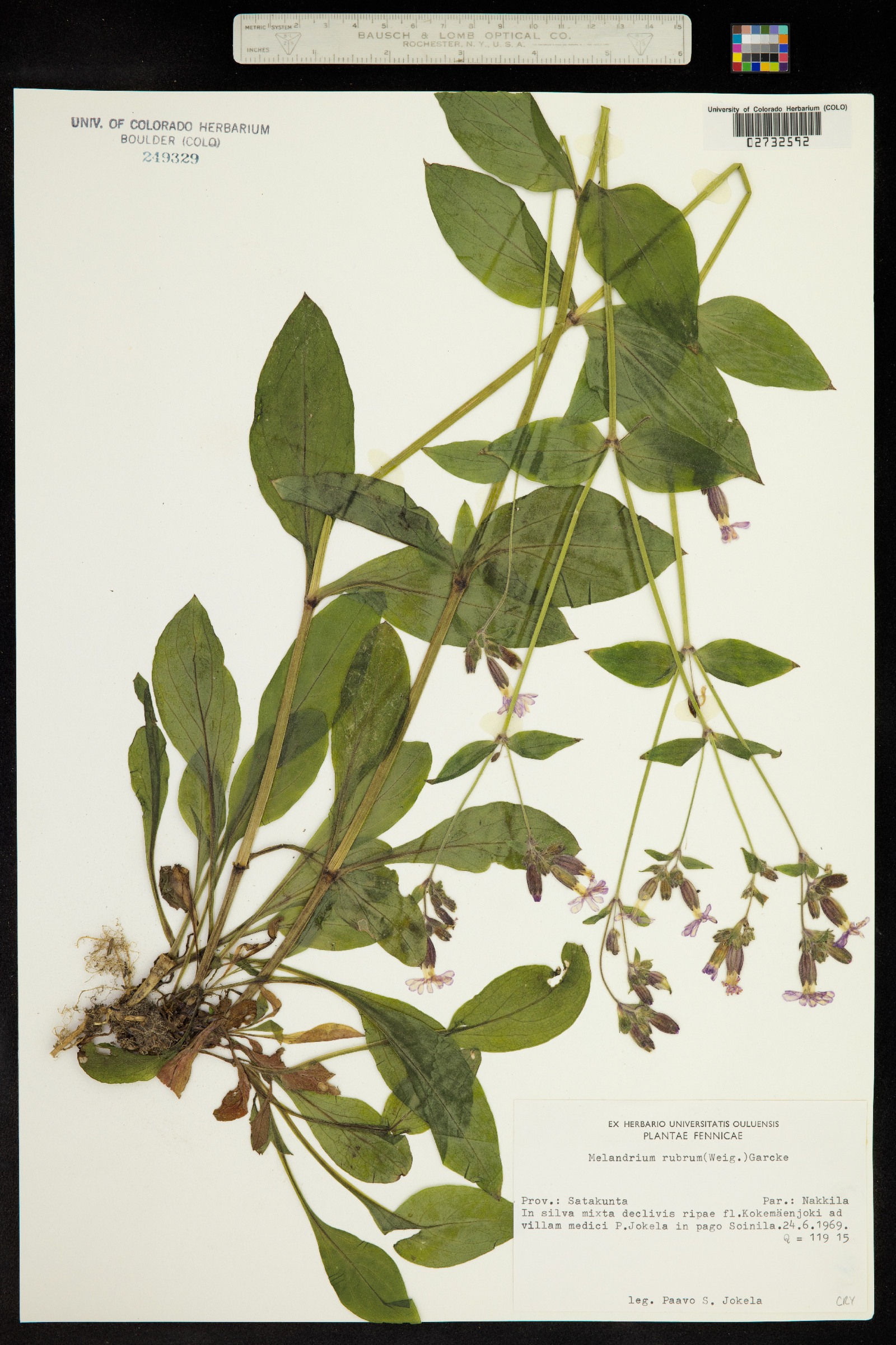 Silene dioica image