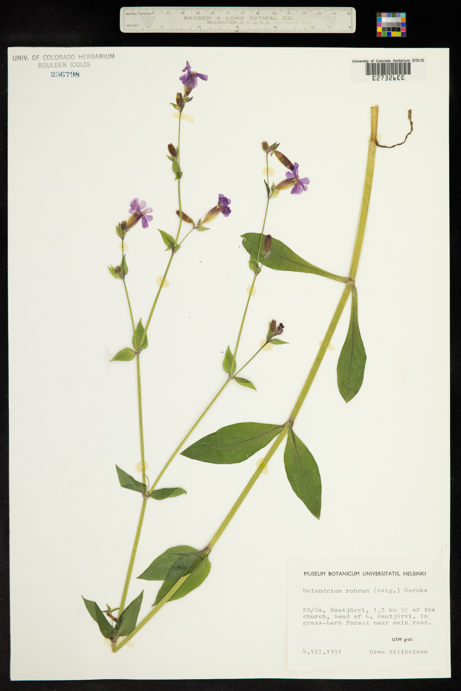 Silene dioica image