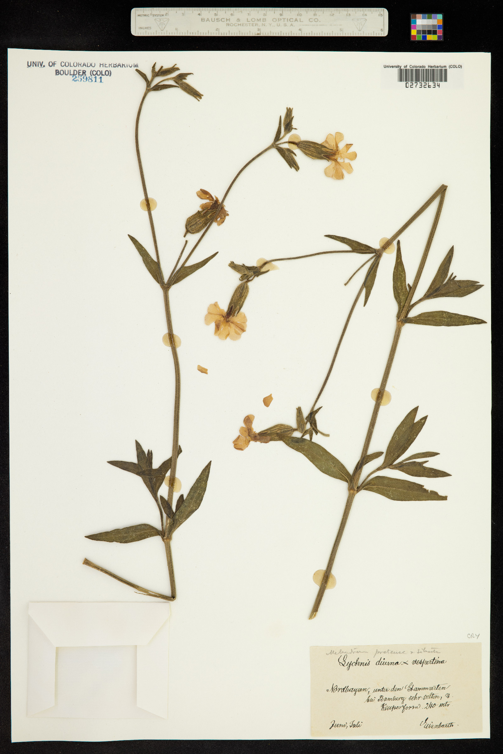 Silene dioica image