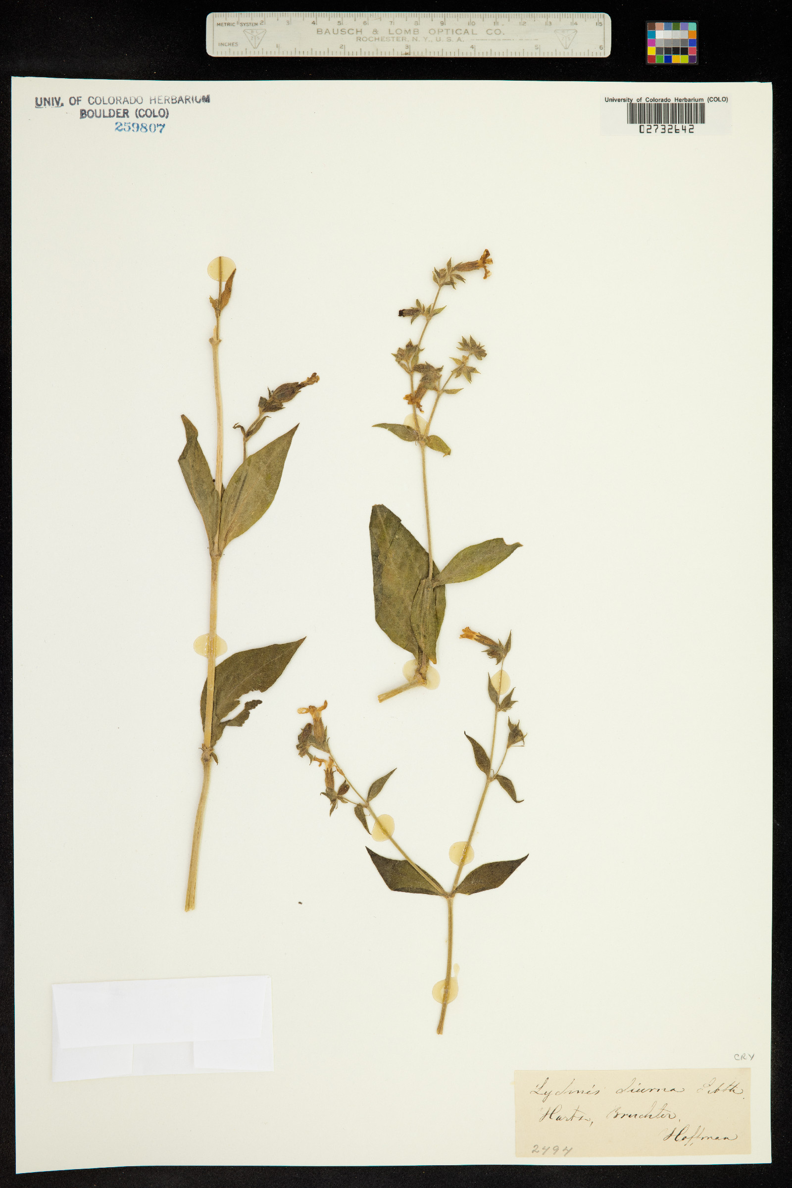 Silene dioica image