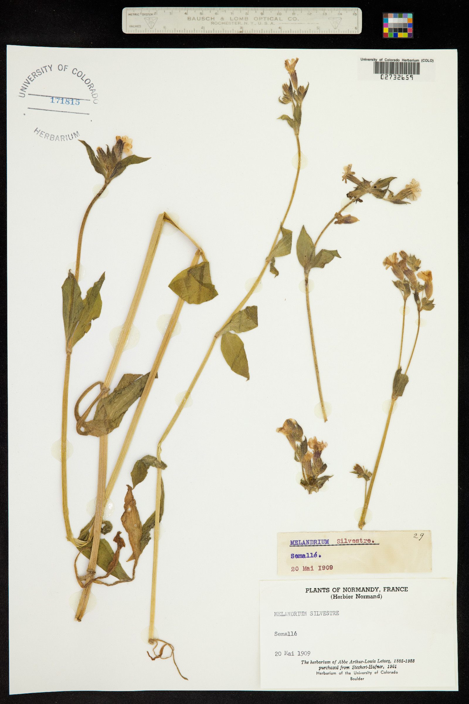 Silene dioica image