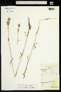 Silene aprica image