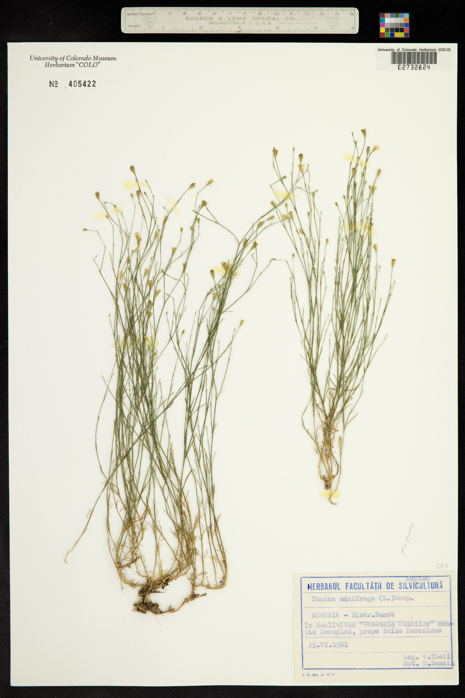 Petrorhagia saxifraga image