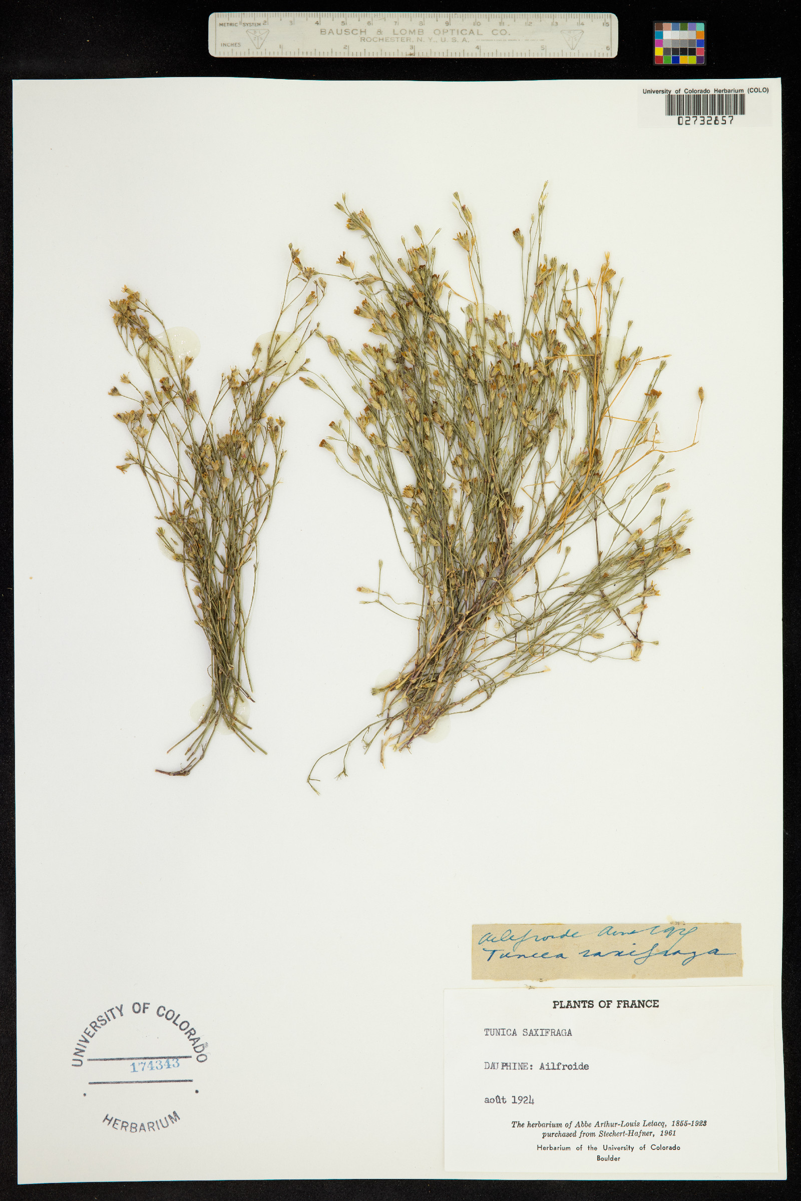 Petrorhagia saxifraga image