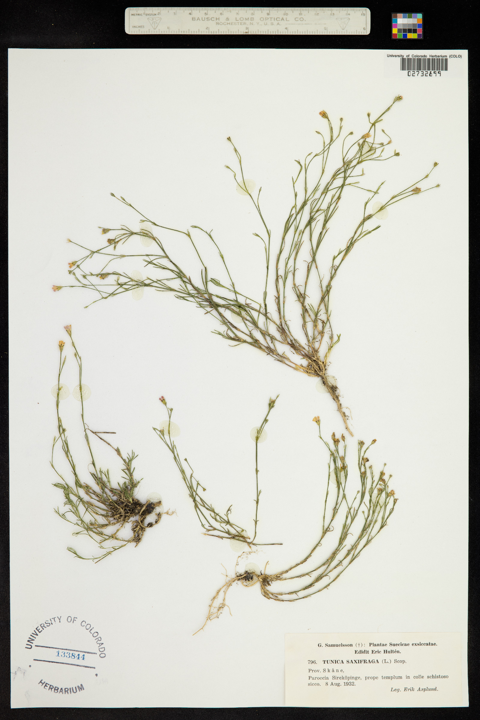 Petrorhagia saxifraga image