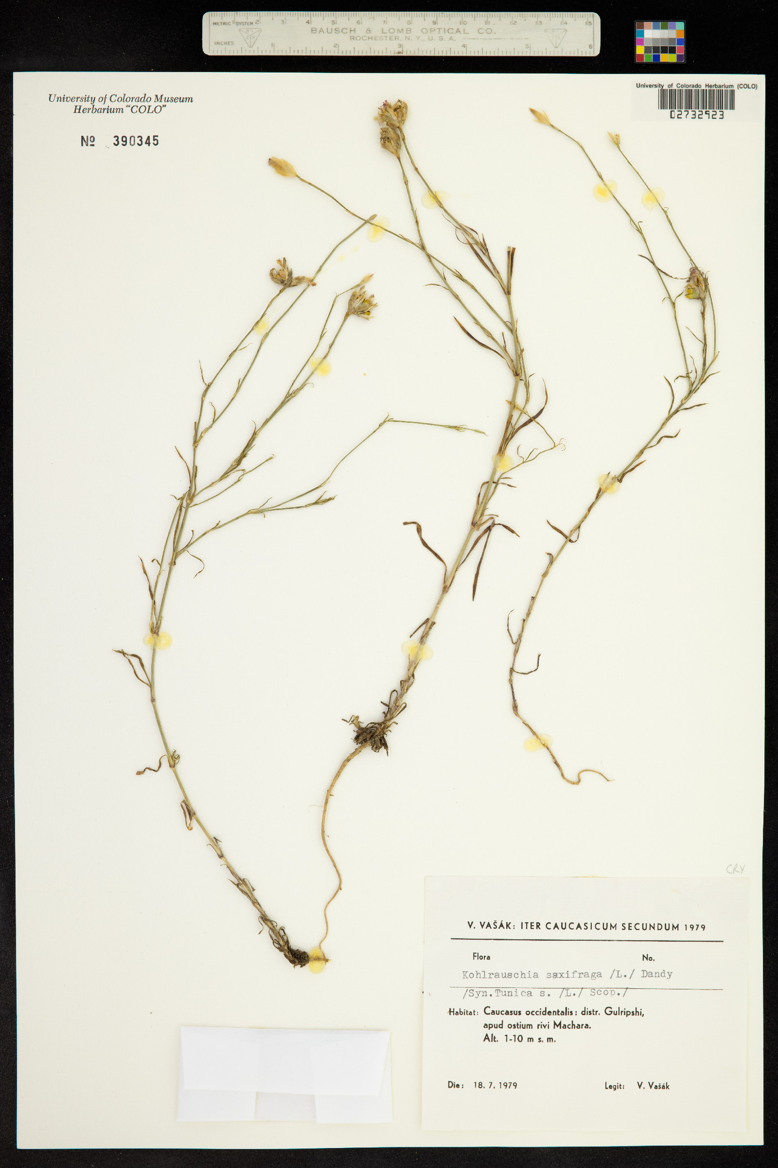 Petrorhagia image