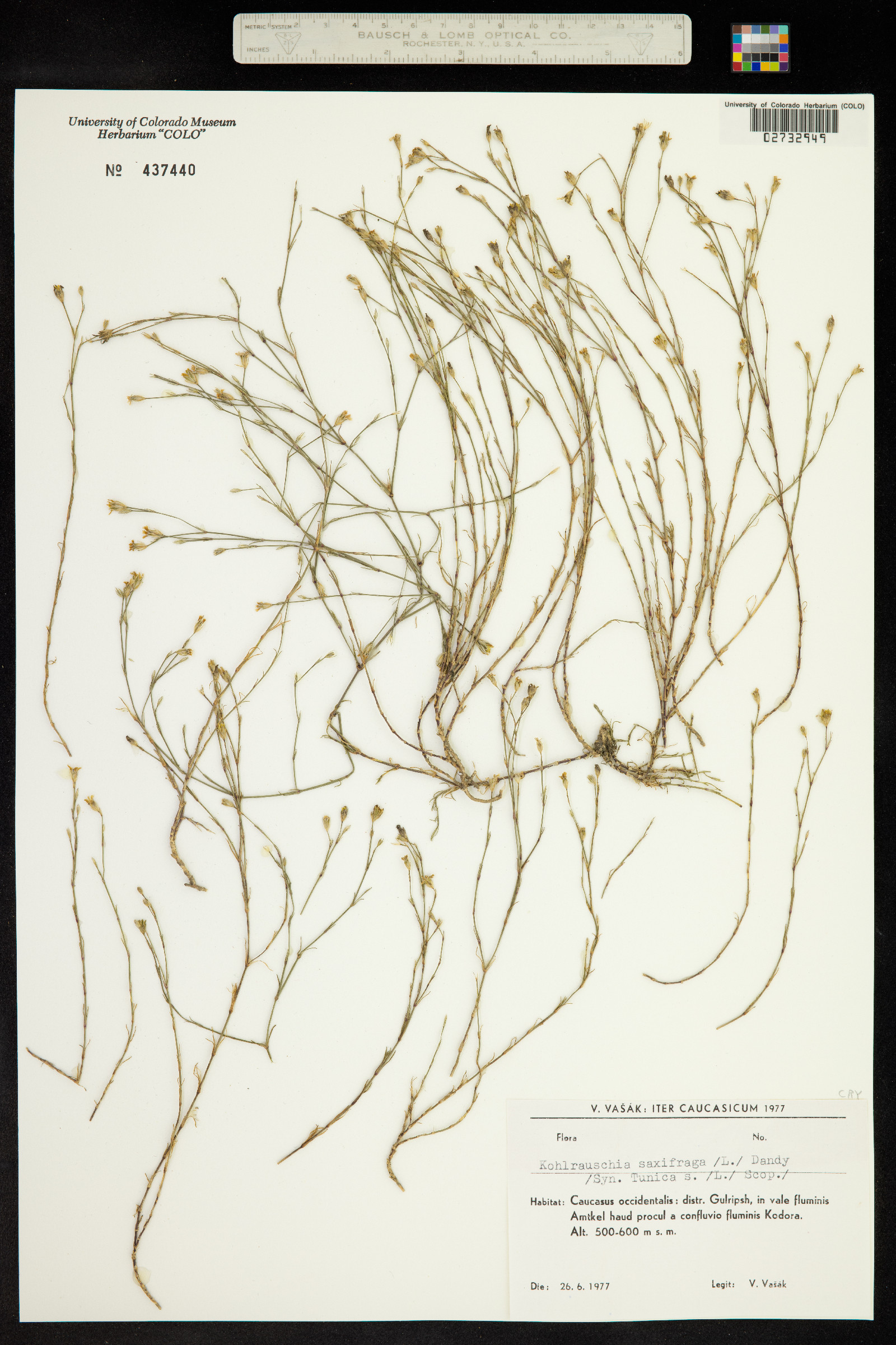 Petrorhagia image
