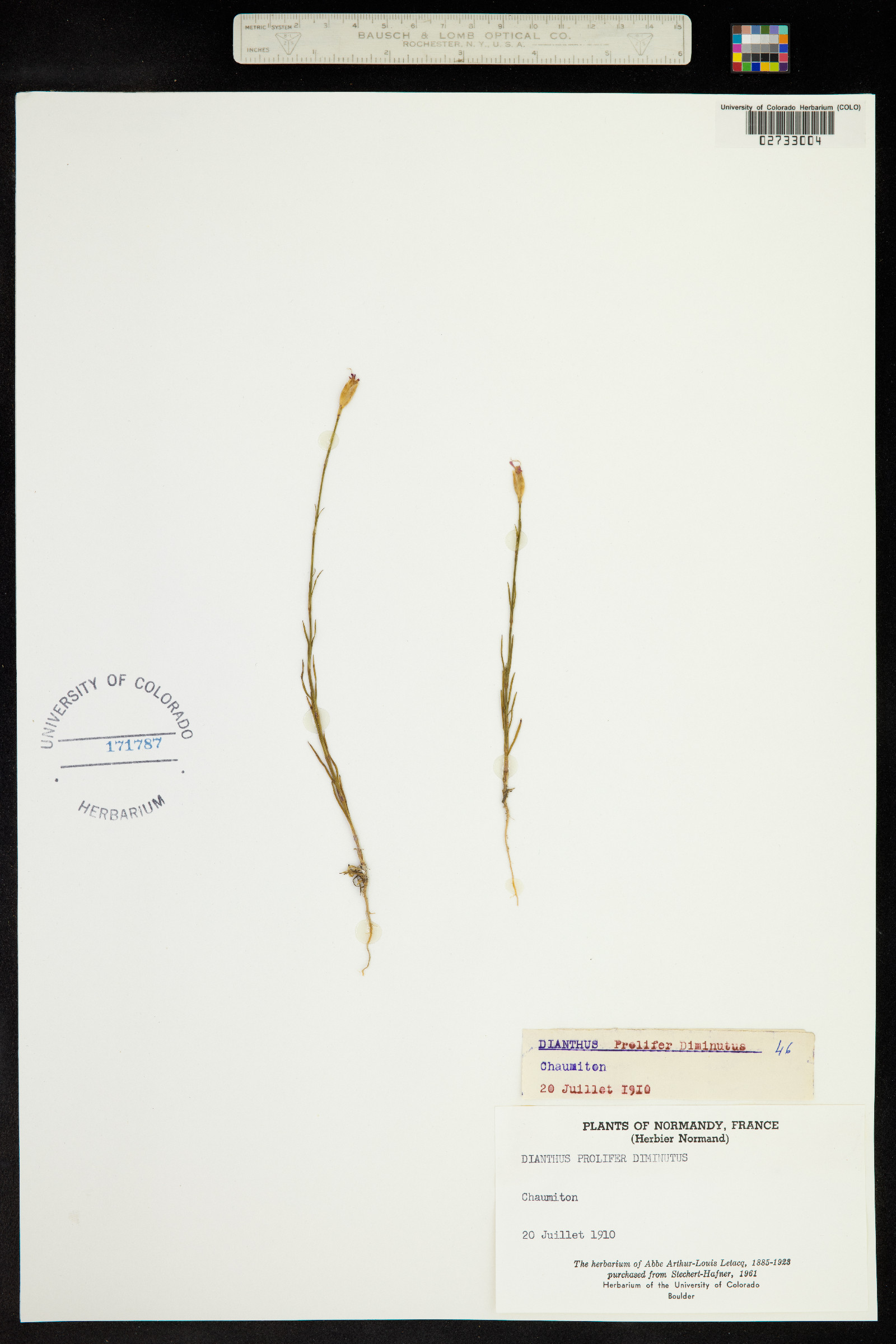 Petrorhagia prolifera image