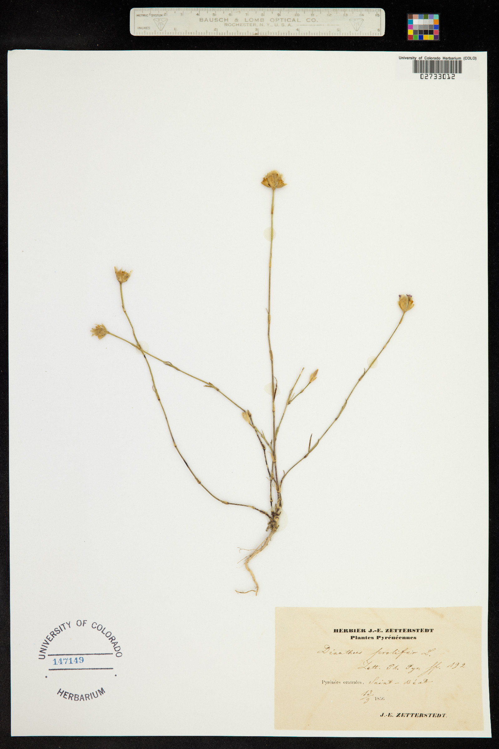 Petrorhagia prolifera image