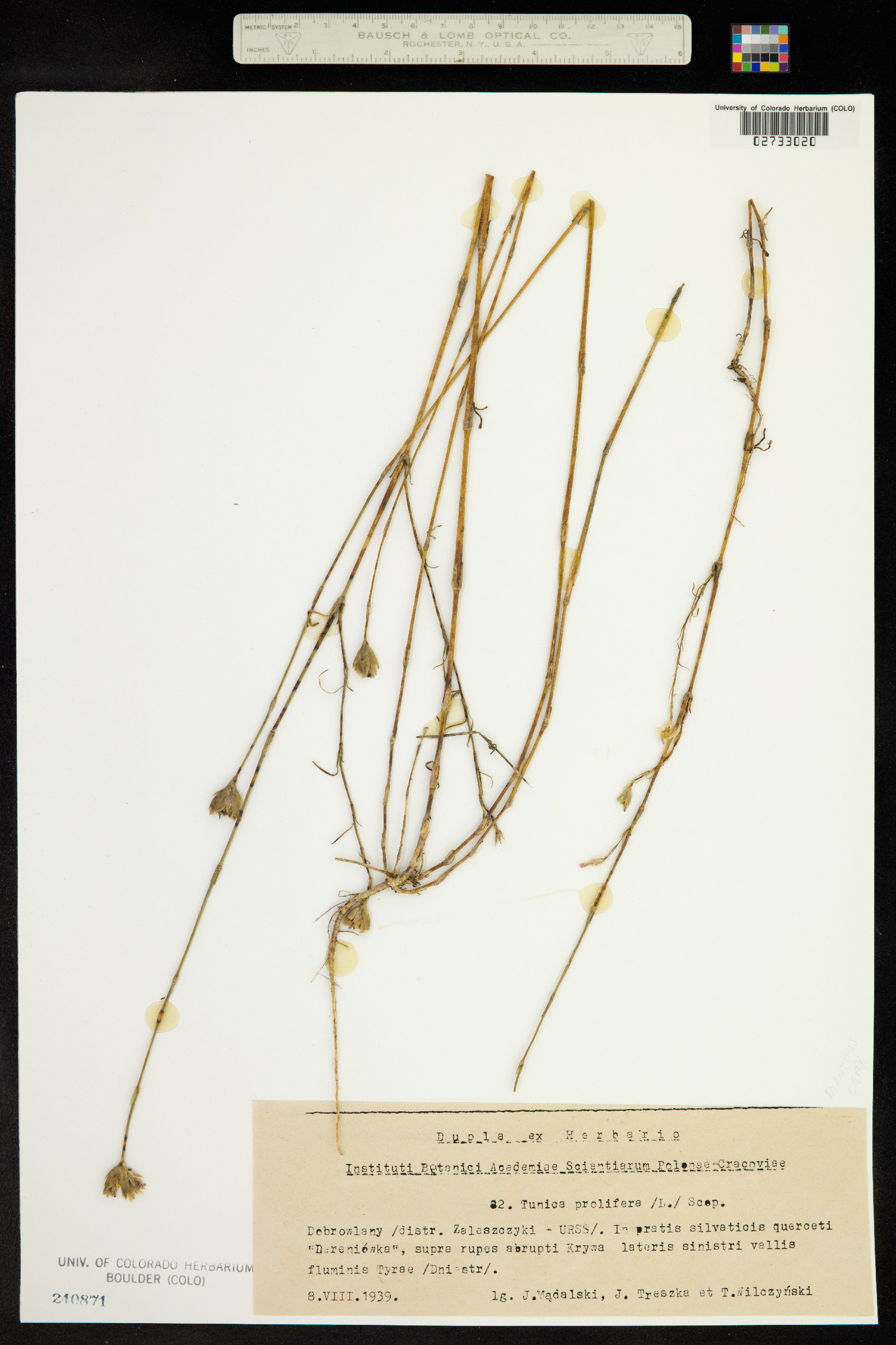 Petrorhagia prolifera image