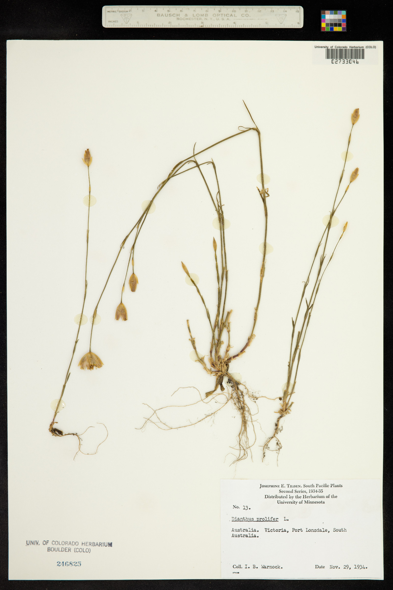 Petrorhagia prolifera image