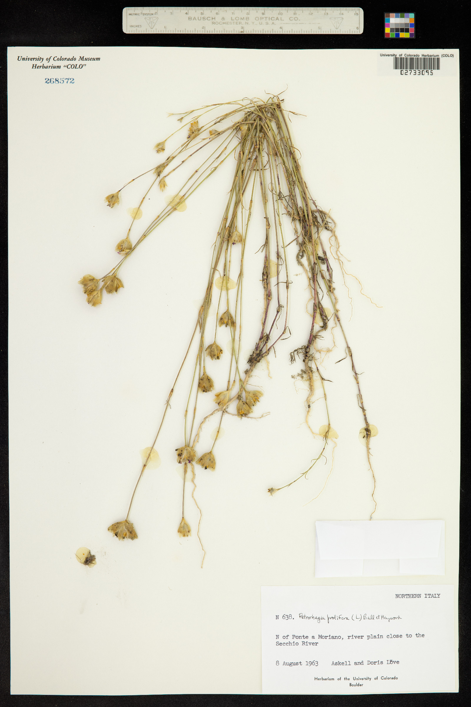 Petrorhagia prolifera image