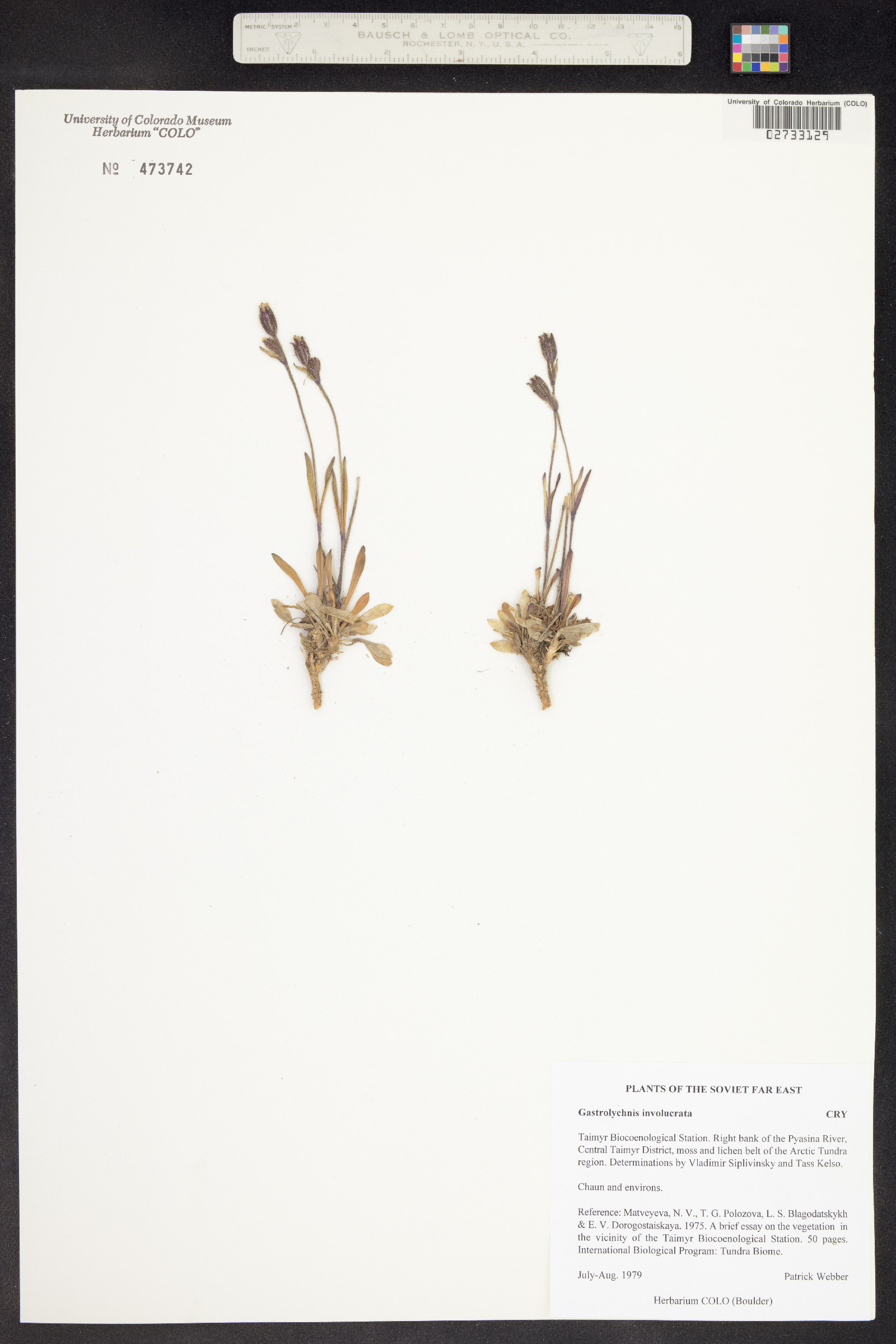 Silene involucrata ssp. involucrata image