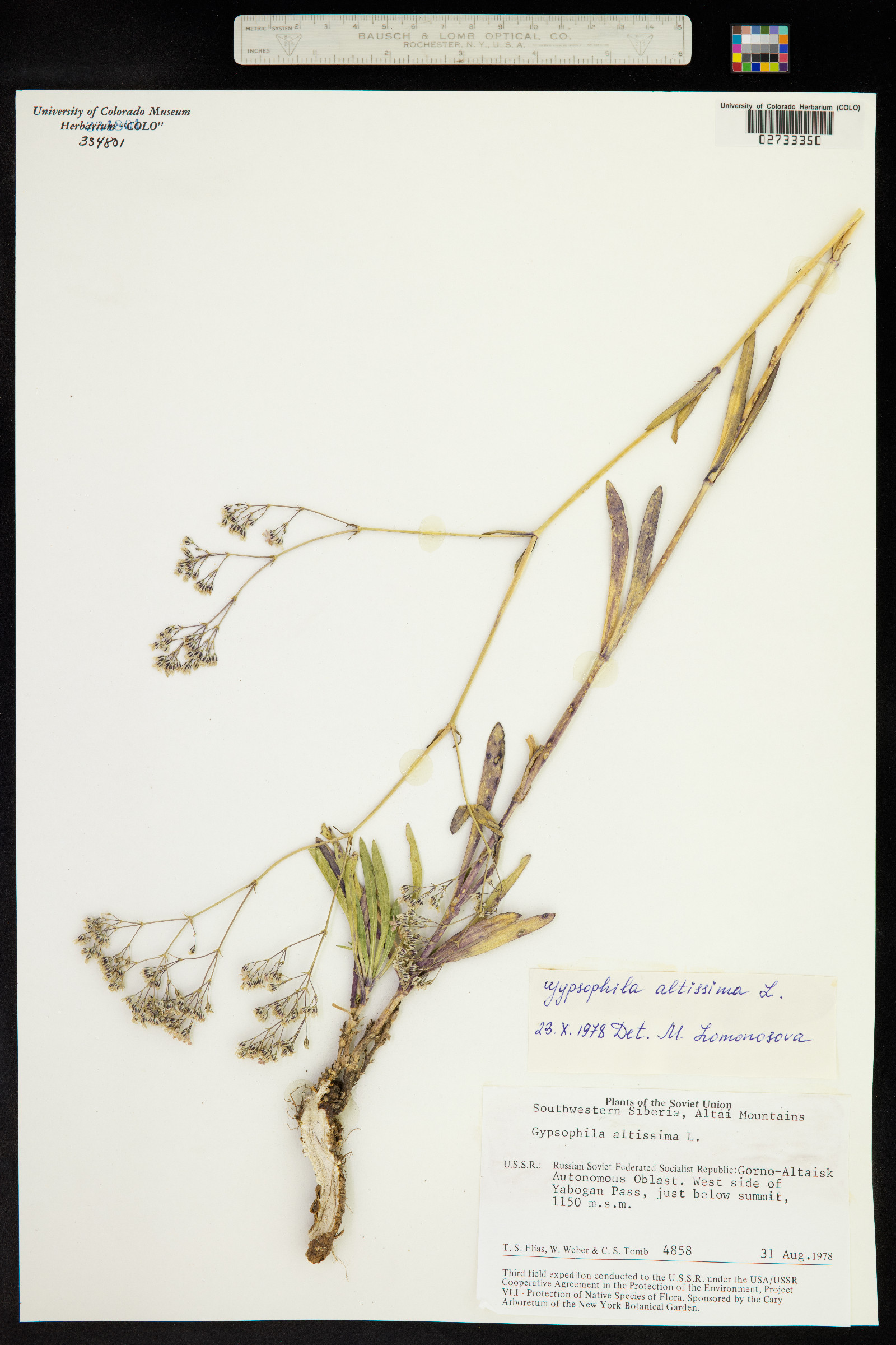 Gypsophila altissima image