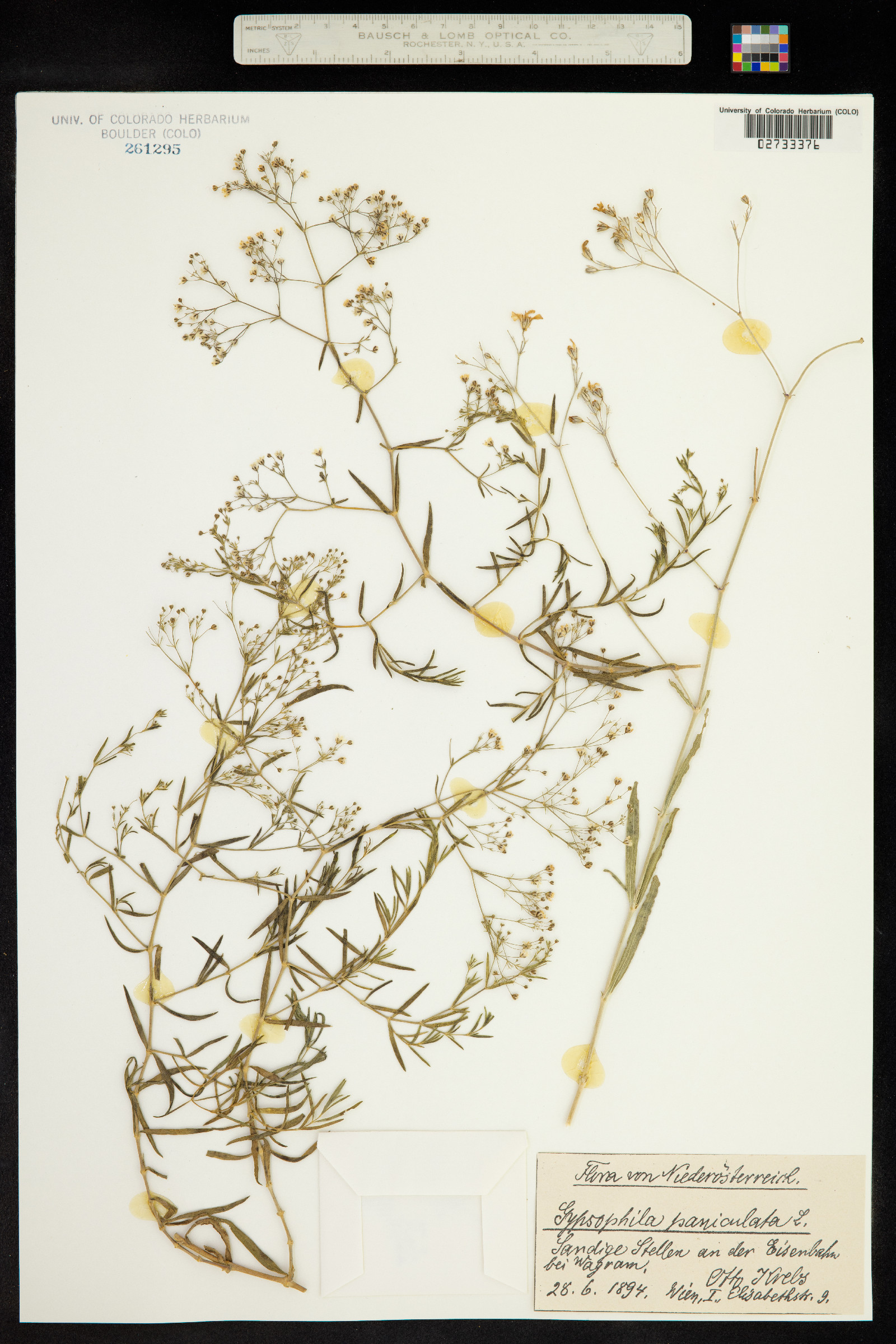 Gypsophila paniculata image