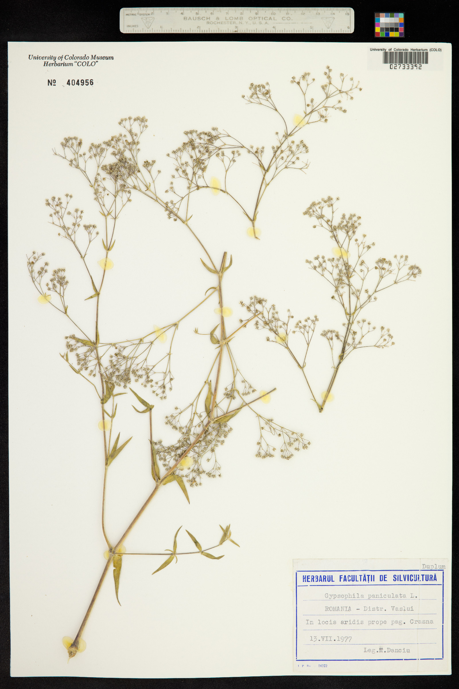 Gypsophila paniculata image