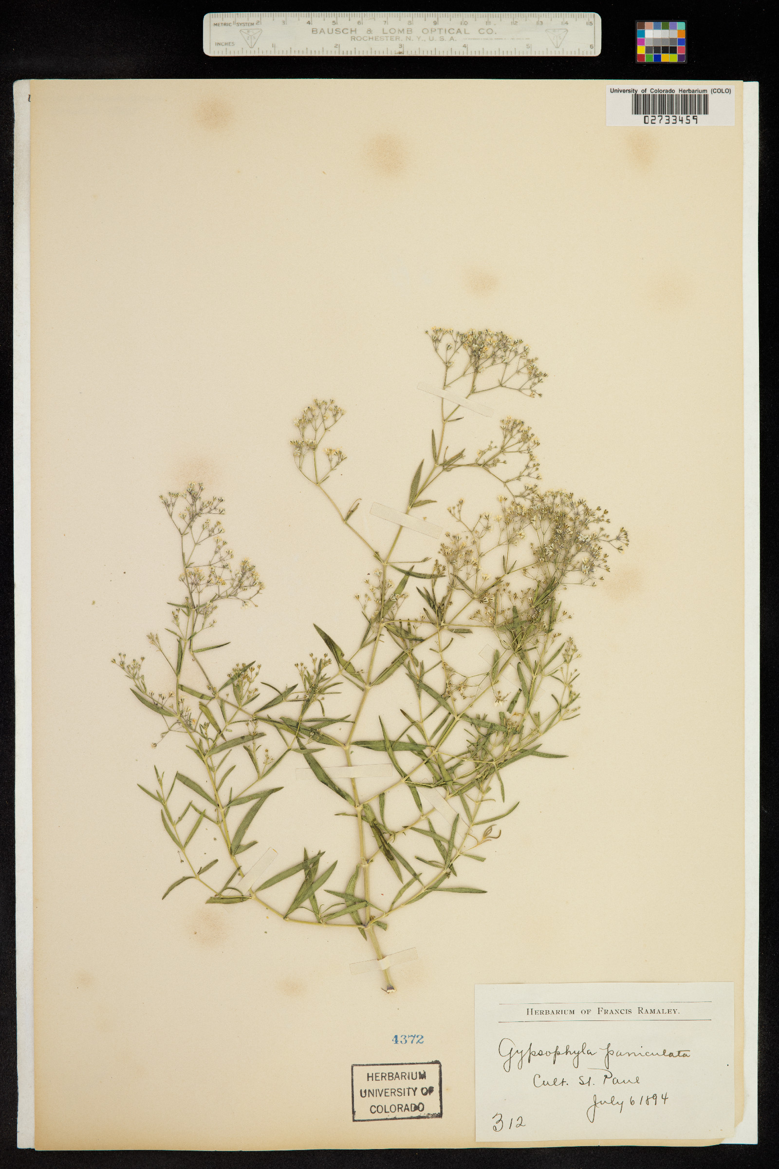 Gypsophila paniculata image