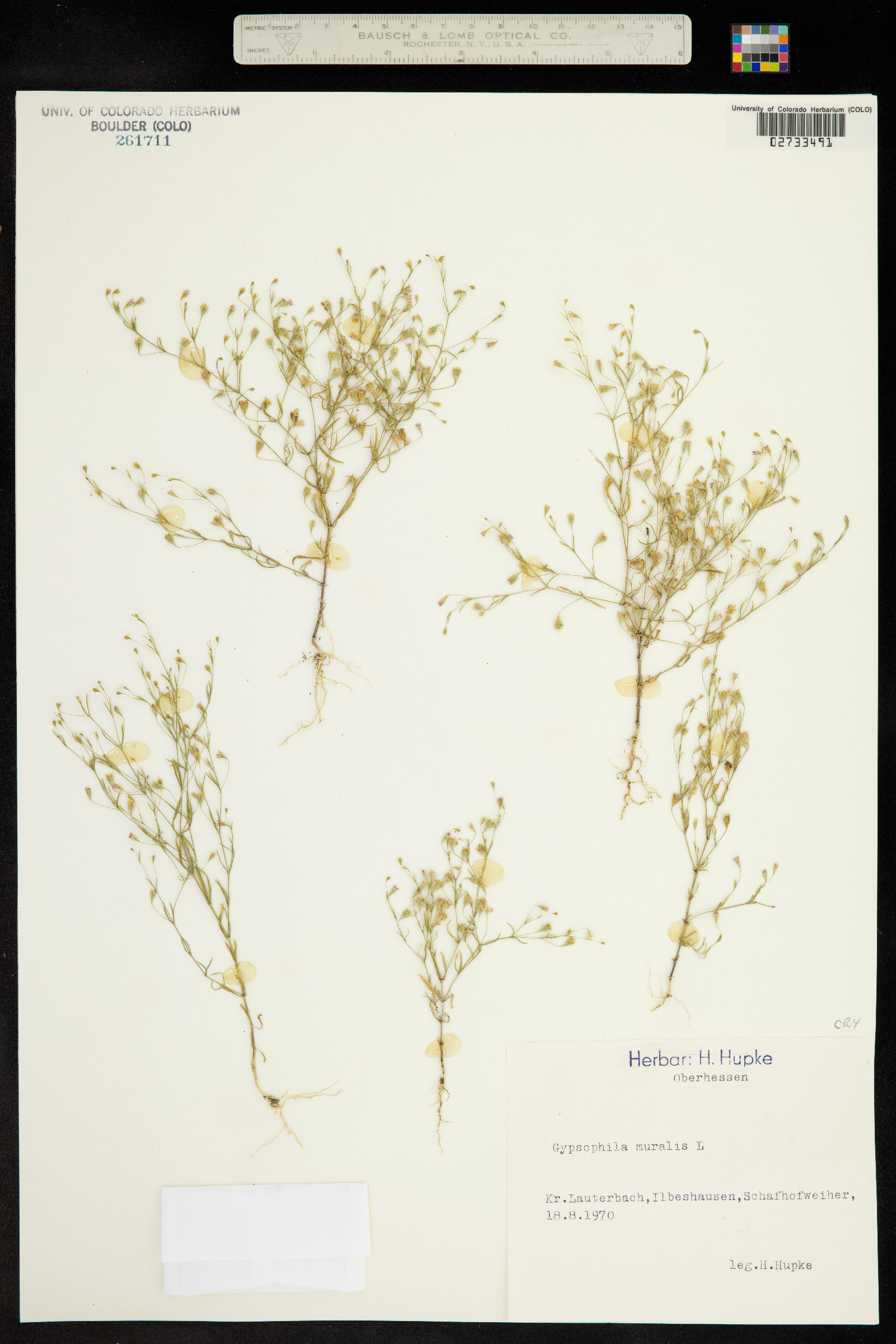 Gypsophila muralis image