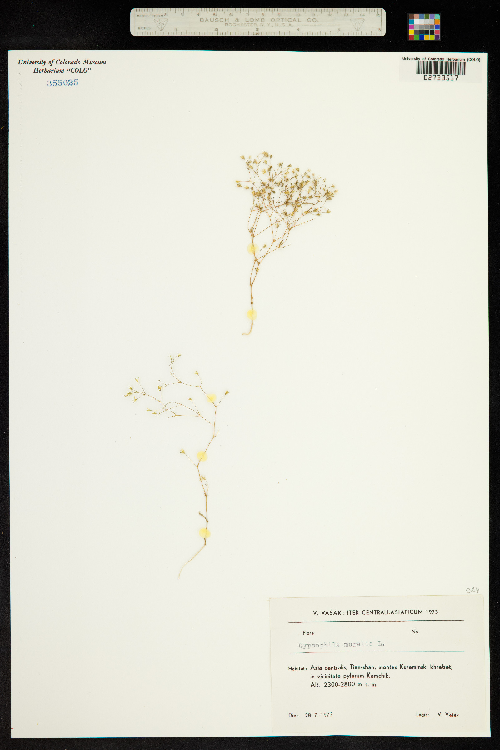 Gypsophila muralis image