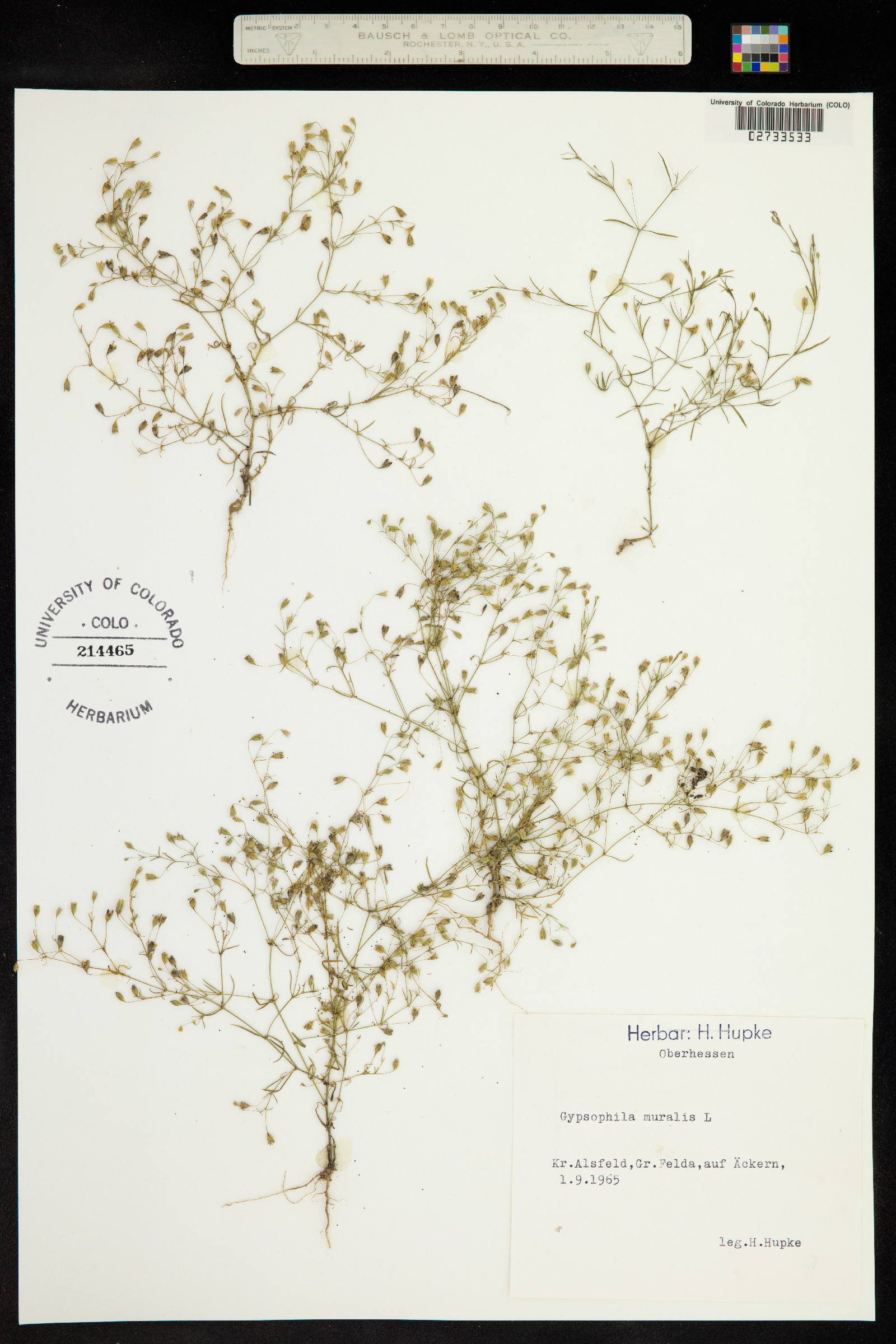 Gypsophila muralis image