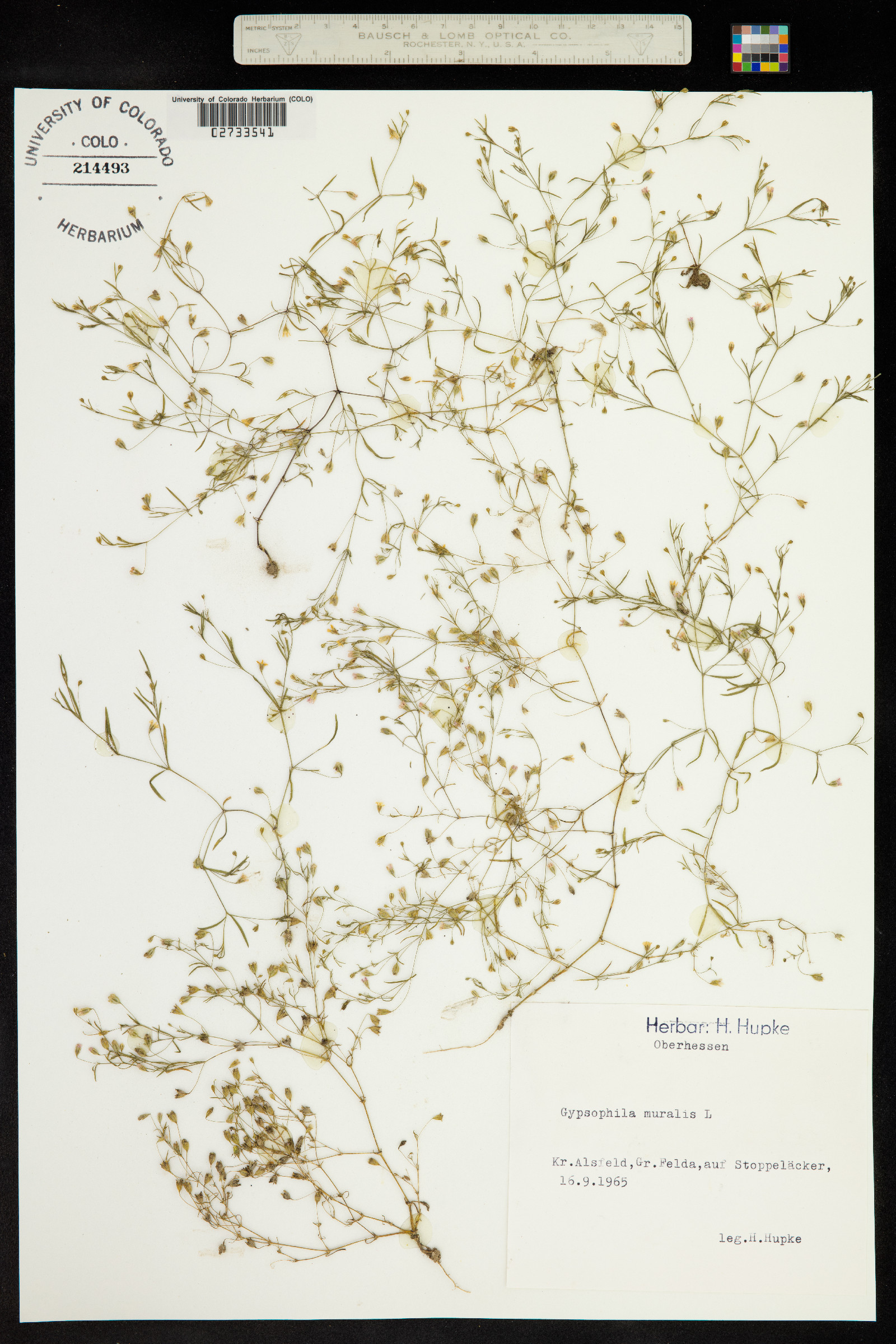 Gypsophila muralis image