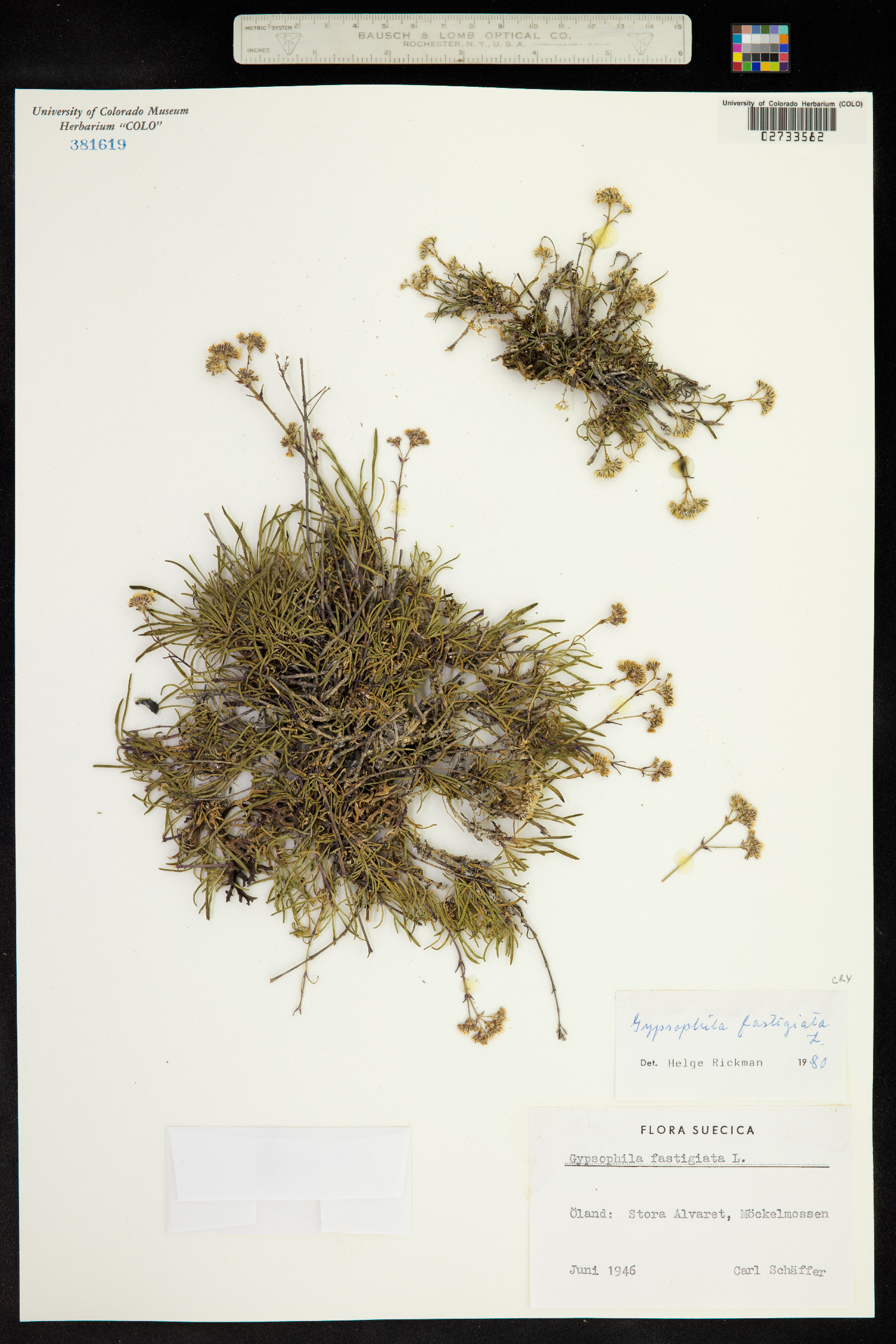Gypsophila fastigiata image