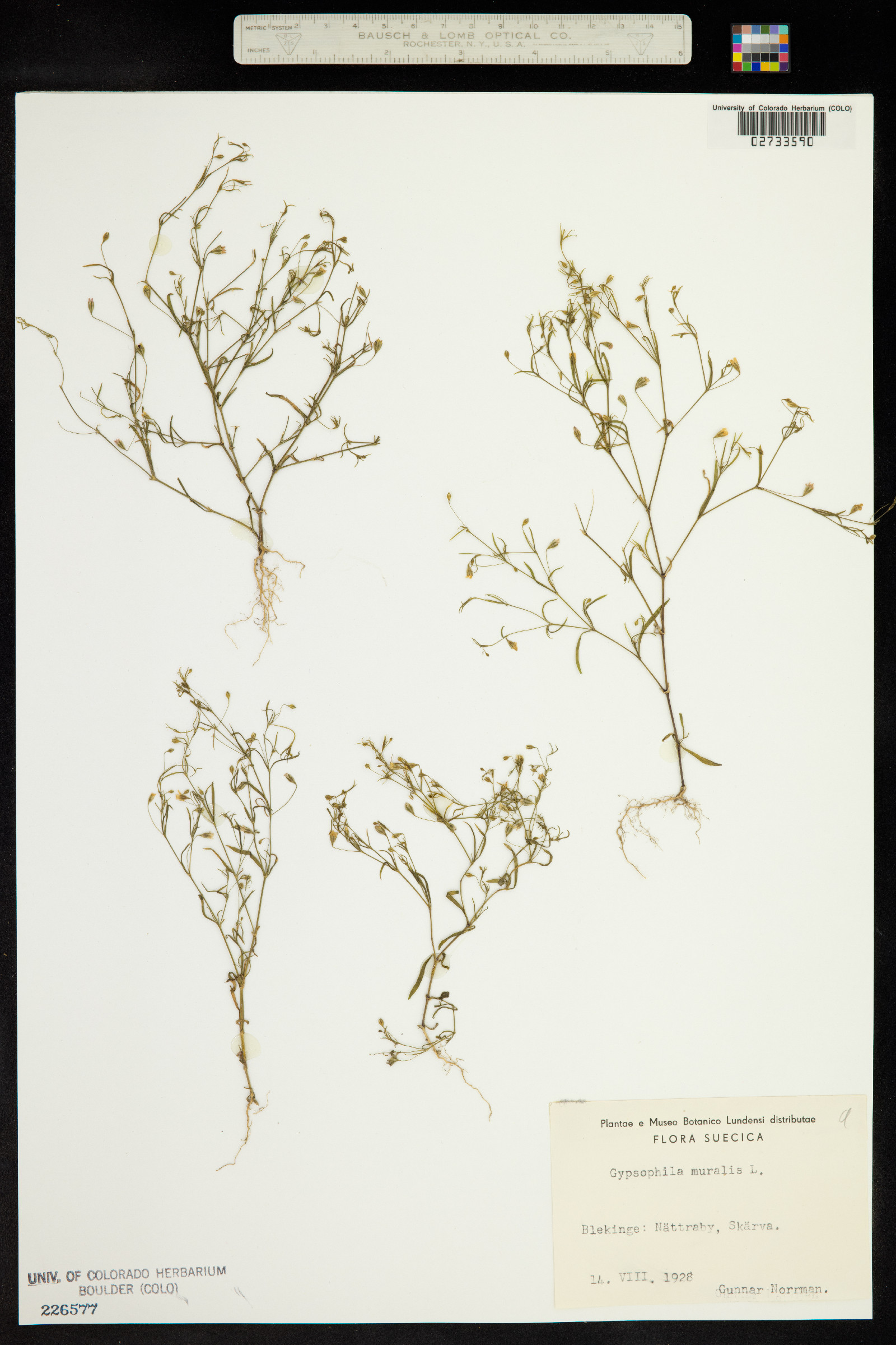 Gypsophila muralis image